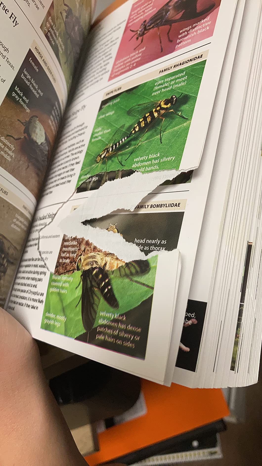 National Wildlife Federation Field Guide to Insects and Spiders & Related Species of North America customer photo 1