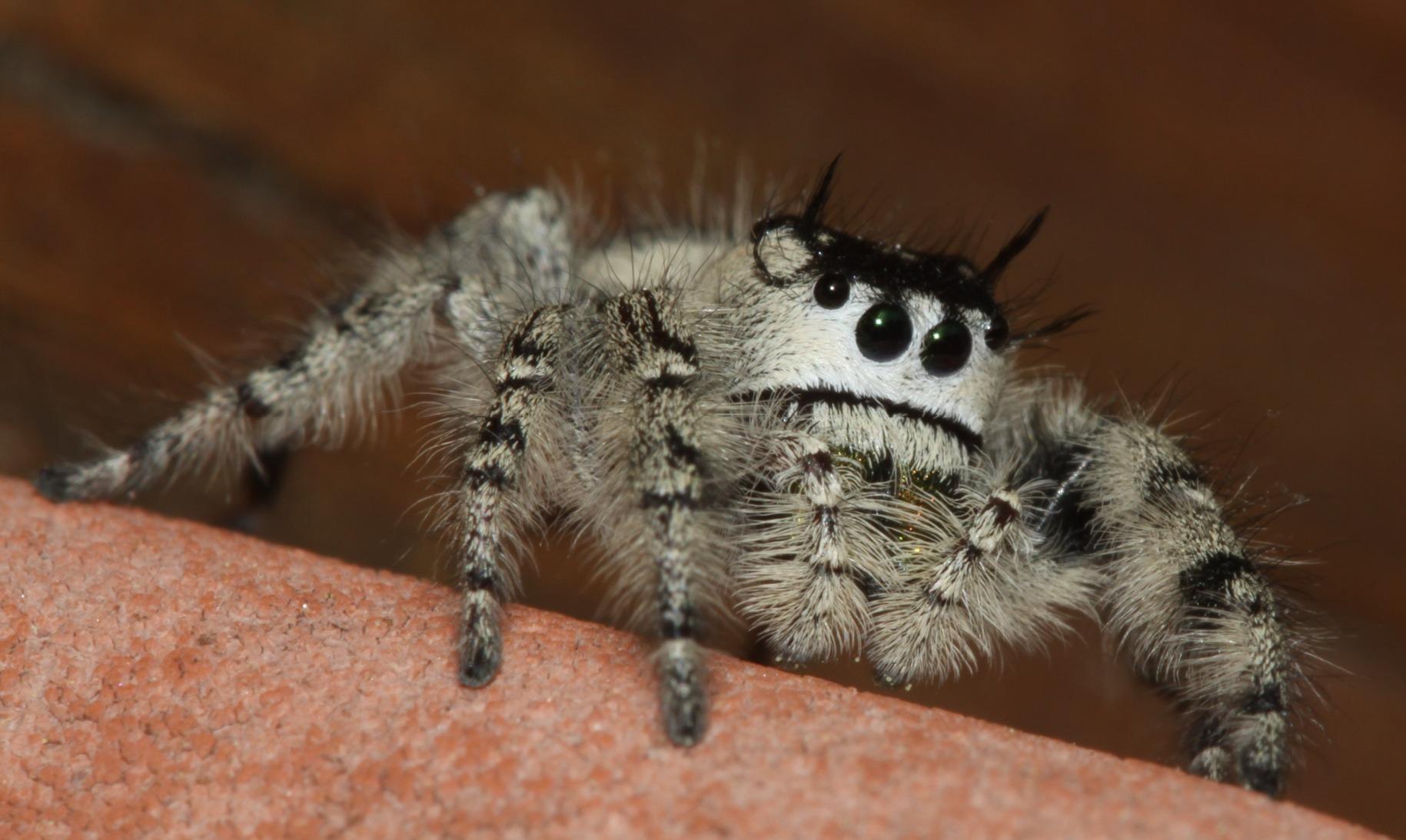 National Wildlife Federation Field Guide to Insects and Spiders & Related Species of North America customer photo 2