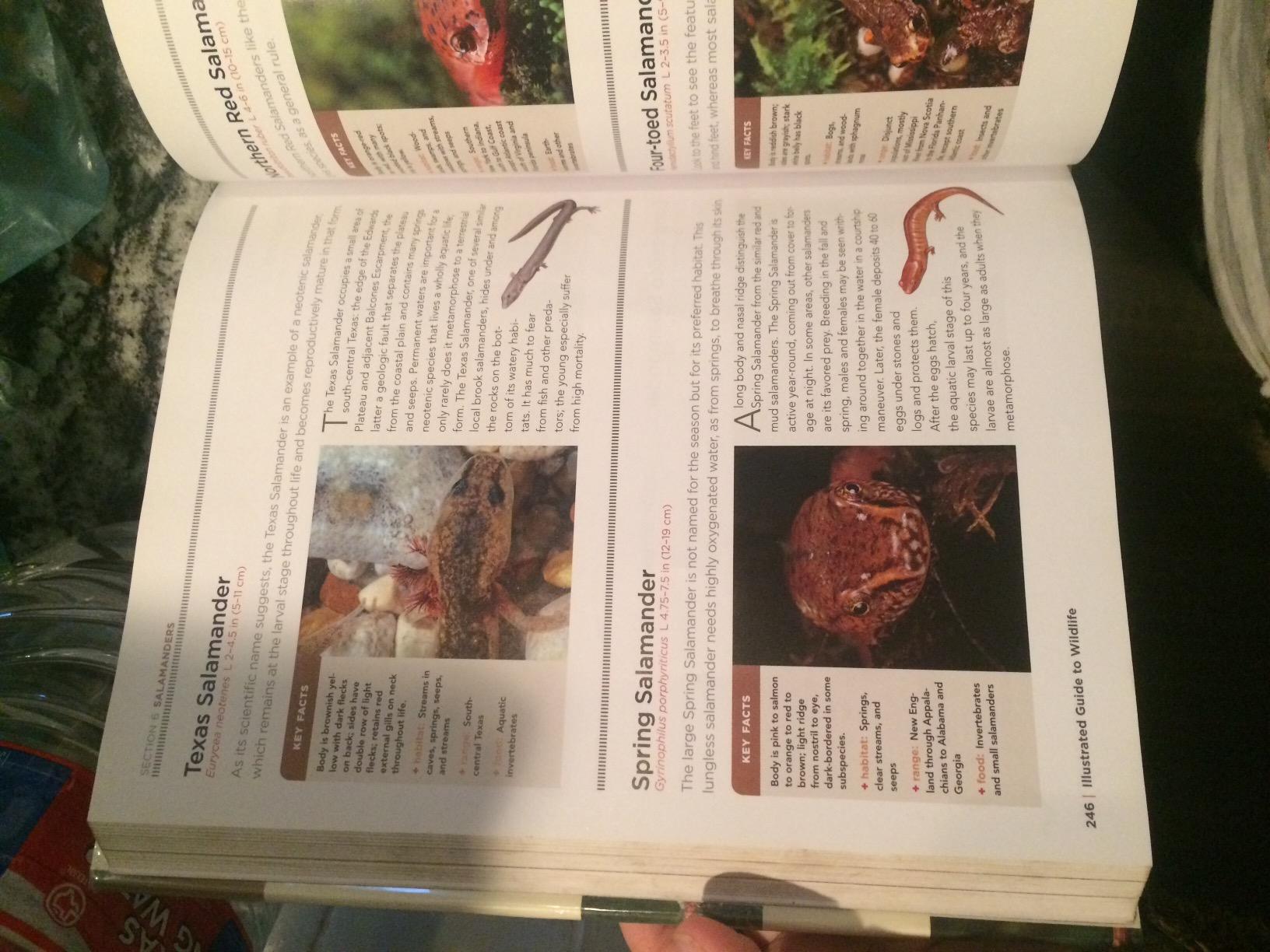National Geographic Illustrated Guide to Wildlife: From Your Back Door to the Great Outdoors customer photo 2
