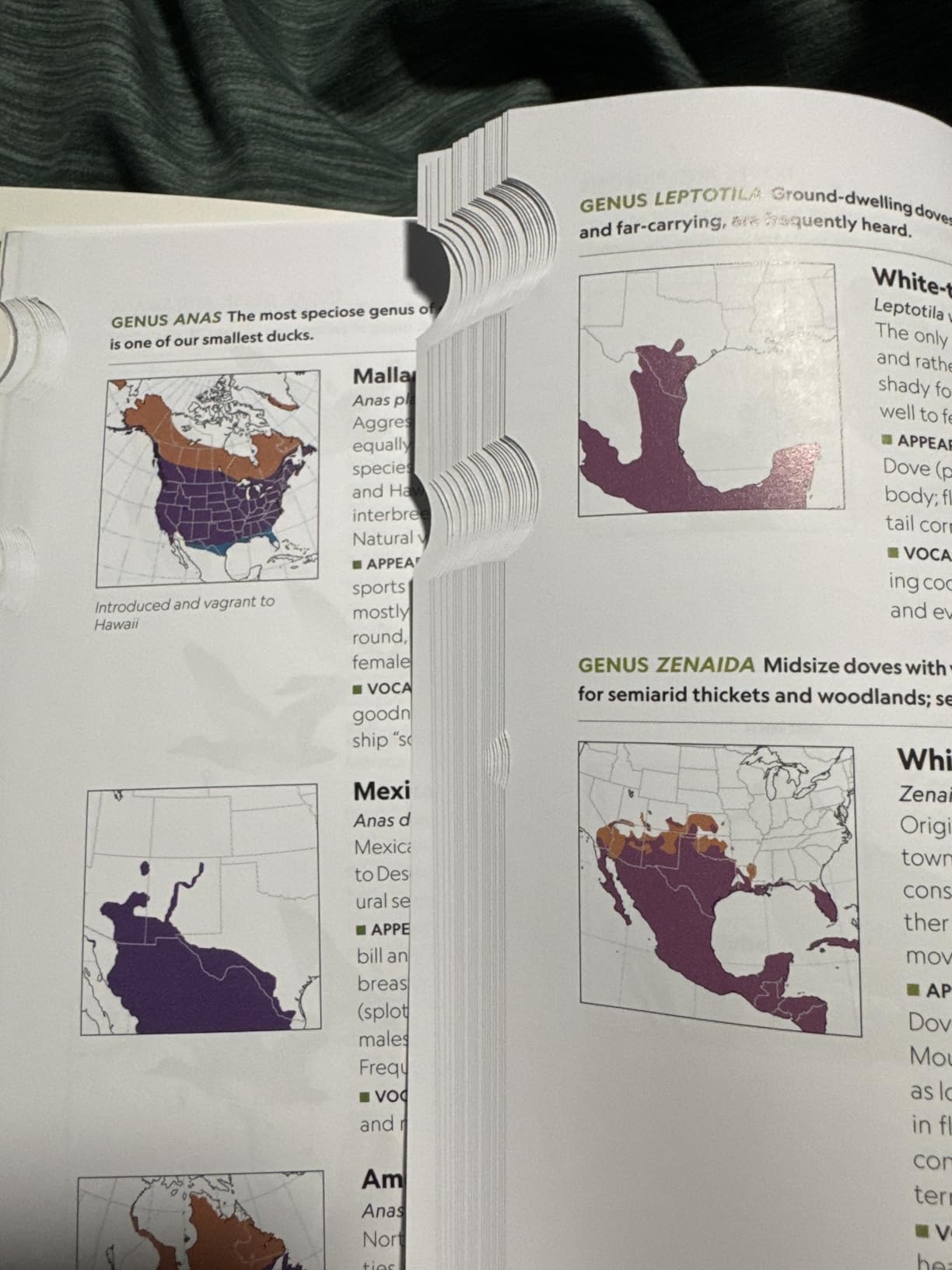 National Geographic Field Guide to the Birds of the United States and Canada, 8th edition customer photo 2