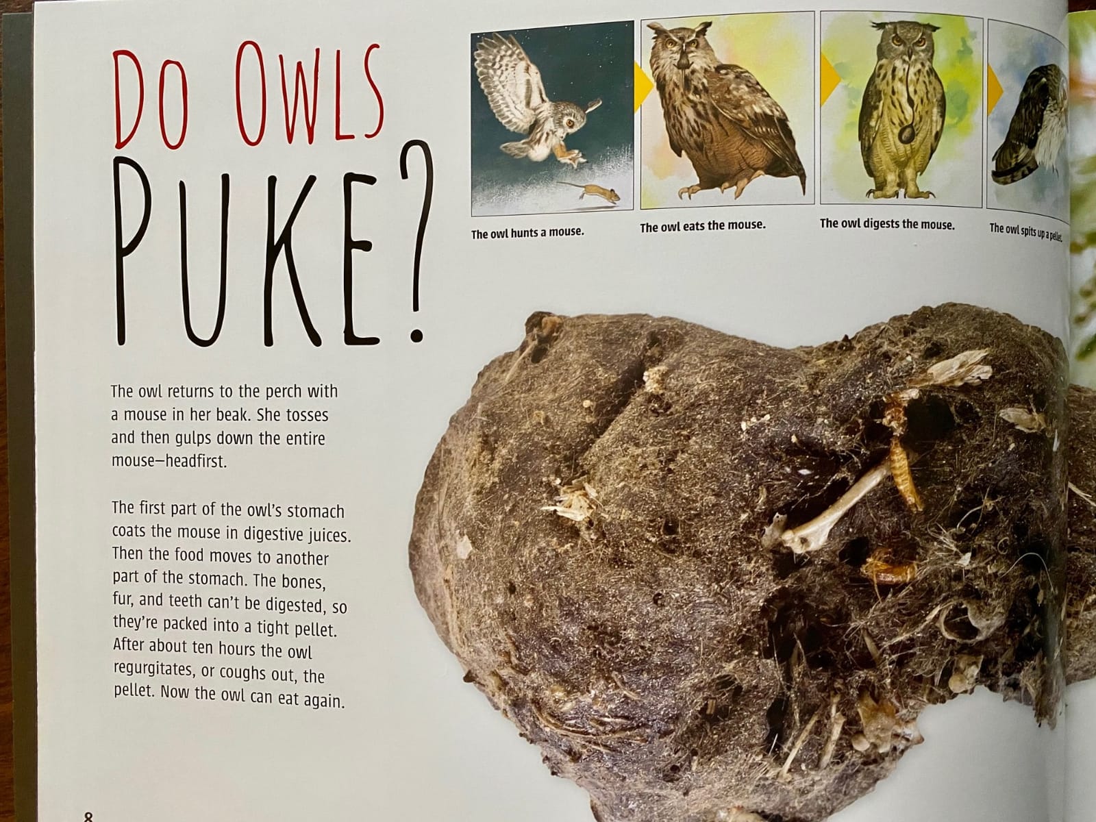 Whooo Knew? The Truth About Owls customer photo 2
