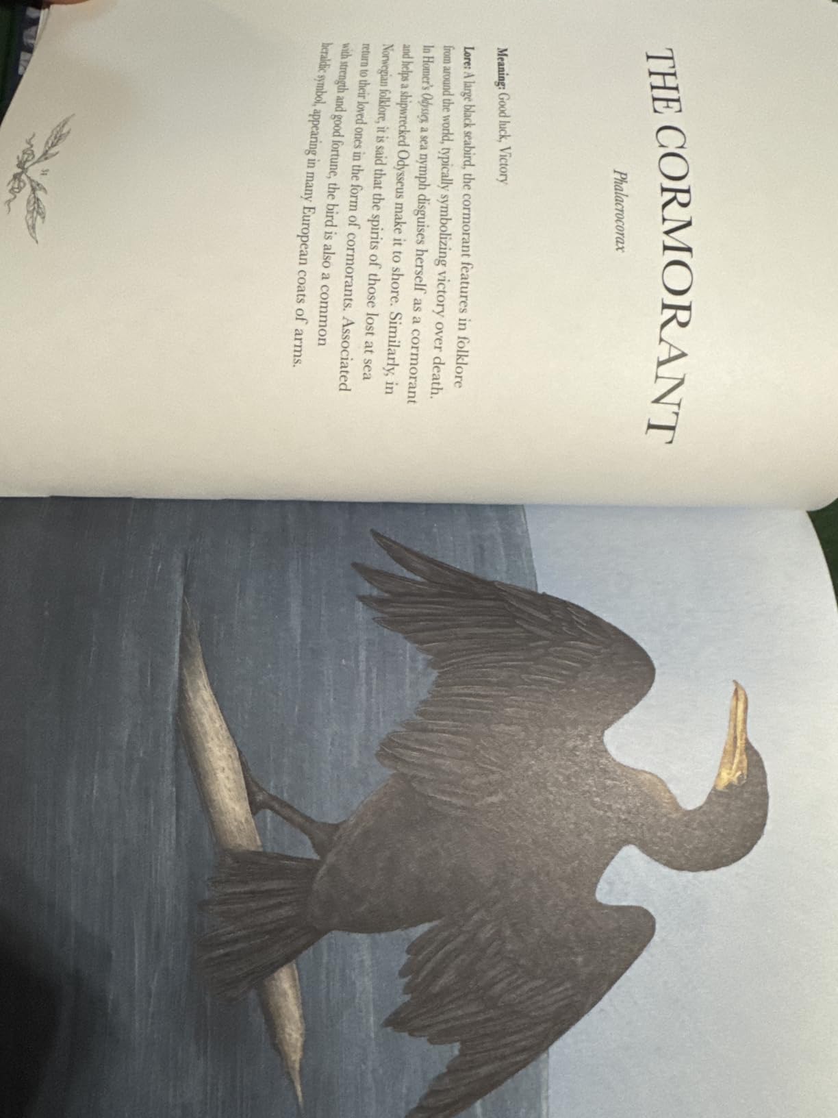 Ornithography: An Illustrated Guide to Bird Lore & Symbolism (Volume 2) (Hidden Languages) customer photo 2