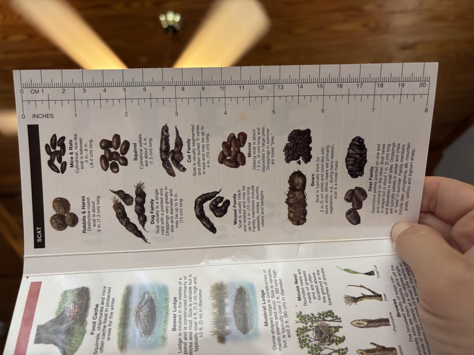 Animal Tracks: A Folding Pocket Guide to the Tracks & Signs of Familiar North American Species (Wildlife and Nature Identification) customer photo 2