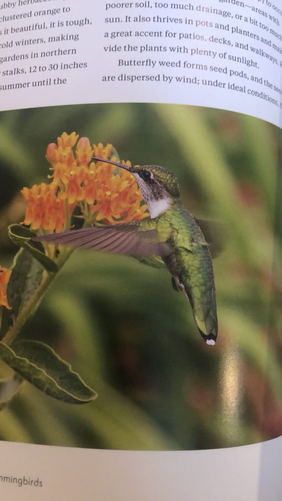 The Hummingbird Handbook: Everything You Need to Know about These Fascinating Birds customer photo 1