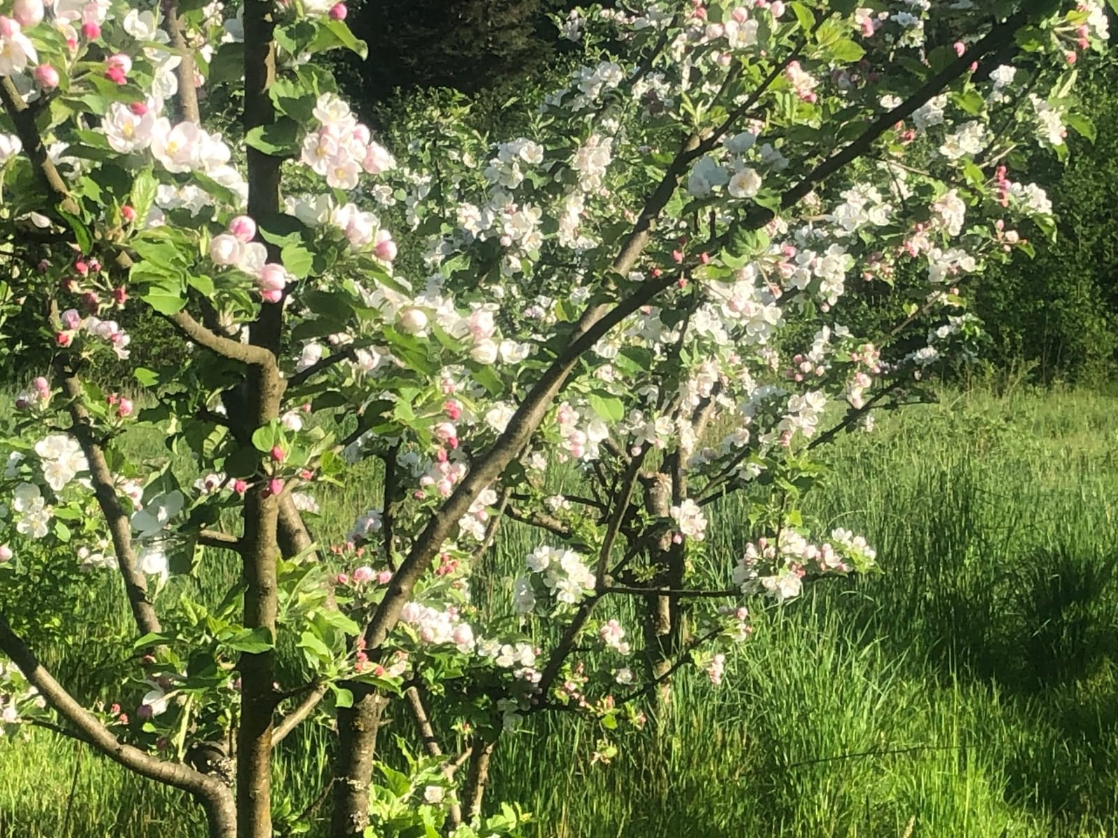 The Holistic Orchard: Tree Fruits and Berries the Biological Way customer photo 1