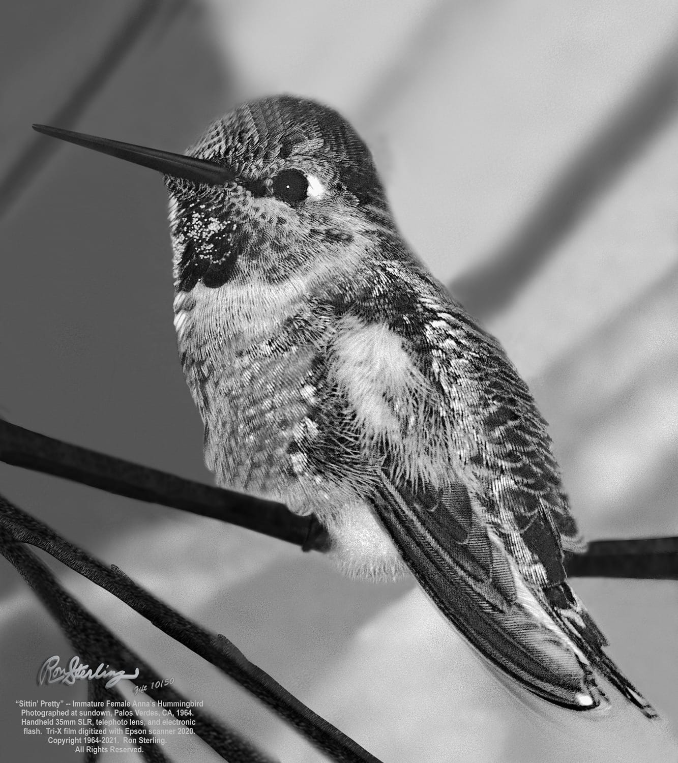 The Hummingbirds' Gift: Wonder, Beauty, and Renewal on Wings customer photo 1