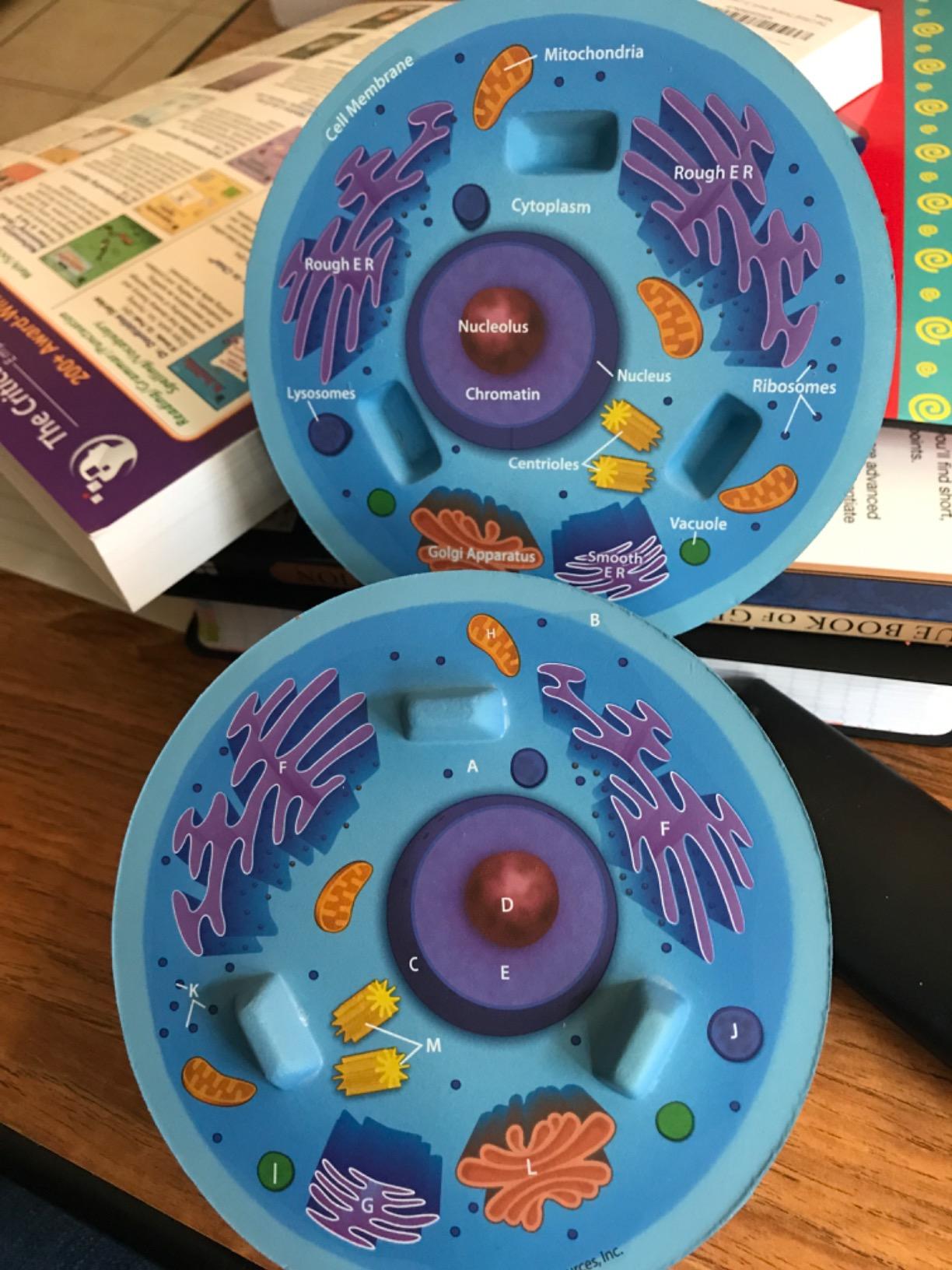 Learning Resources Cross-Section Animal Cell Model customer photo 2