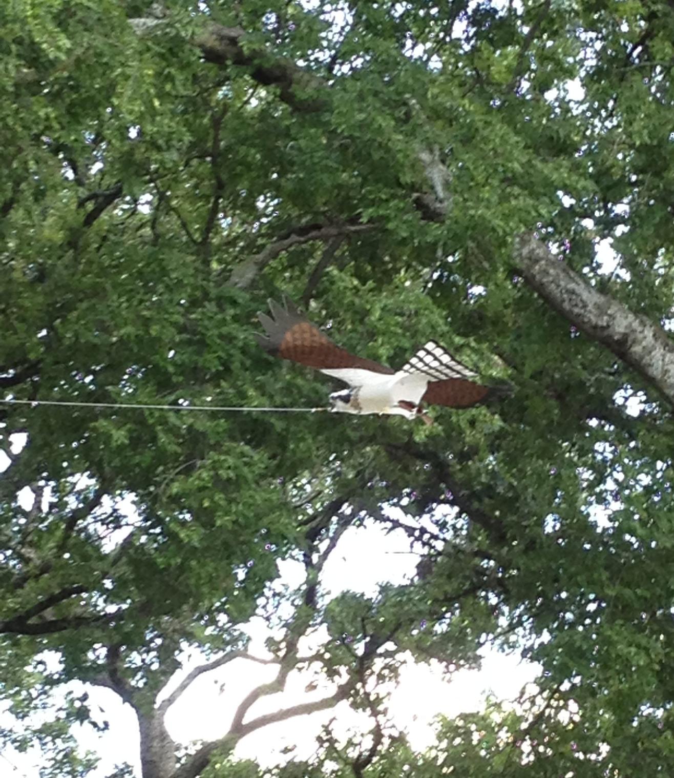 Jackite Osprey Kite, Brown and White customer photo 1