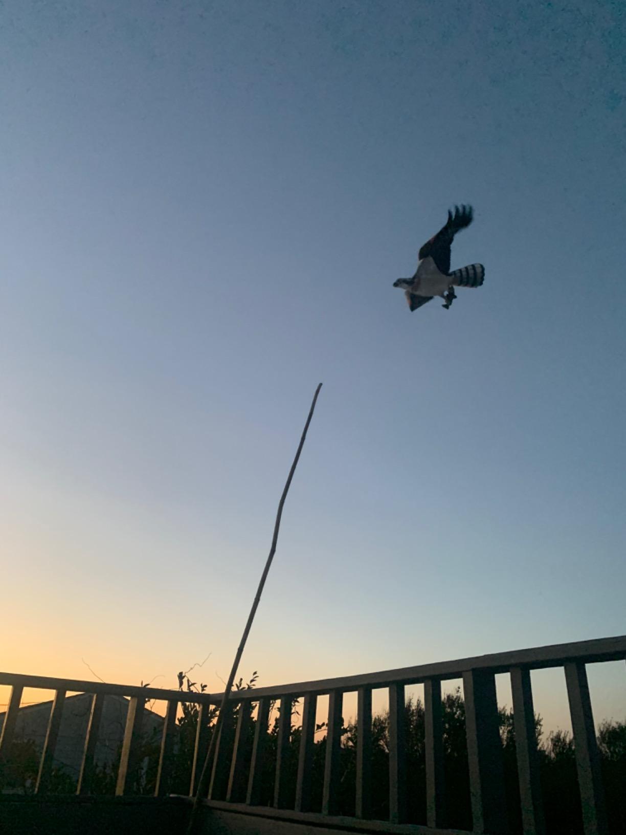 Jackite Osprey Kite, Brown and White customer photo 2