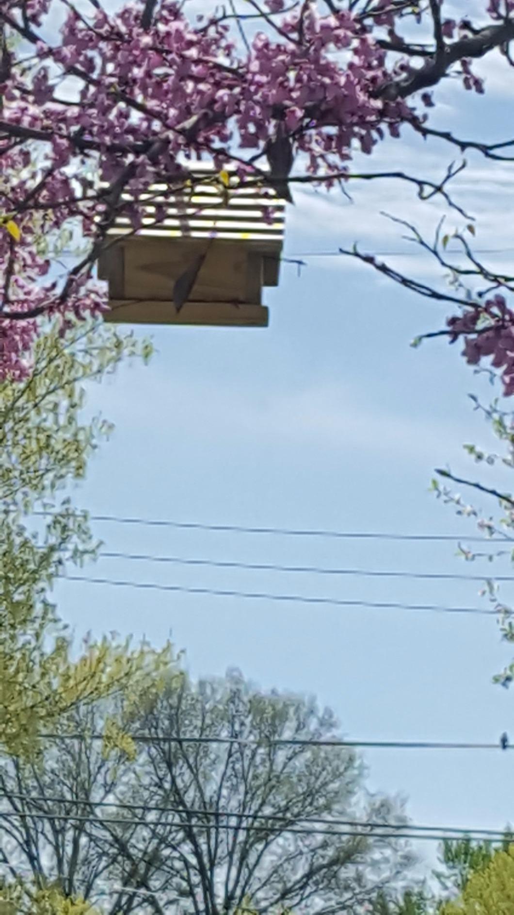 Woodlink Audubon Traditional Wren House Model NAWREN customer photo 1