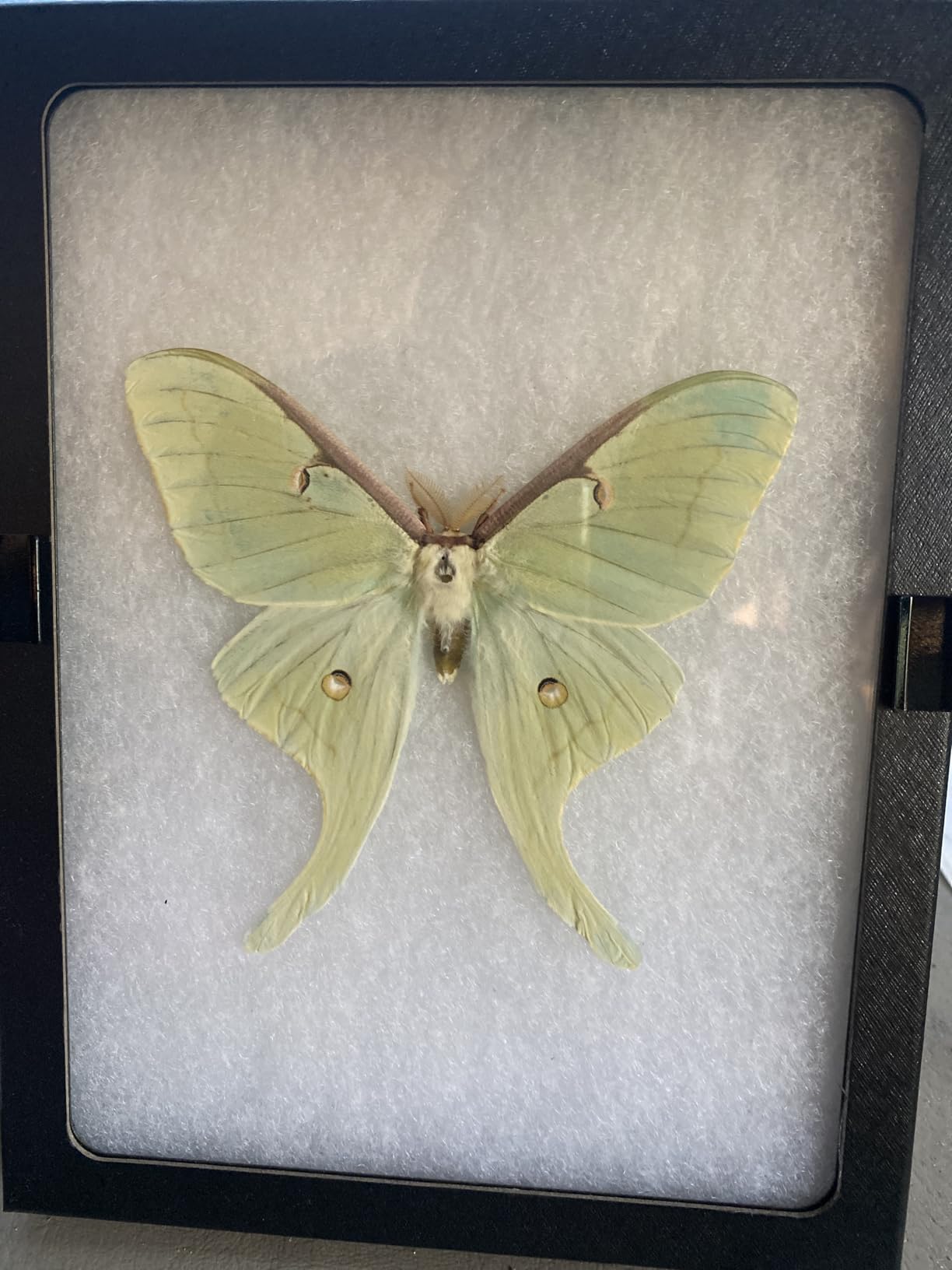 SE Glass Top Display Box - JT926 customer photo 1