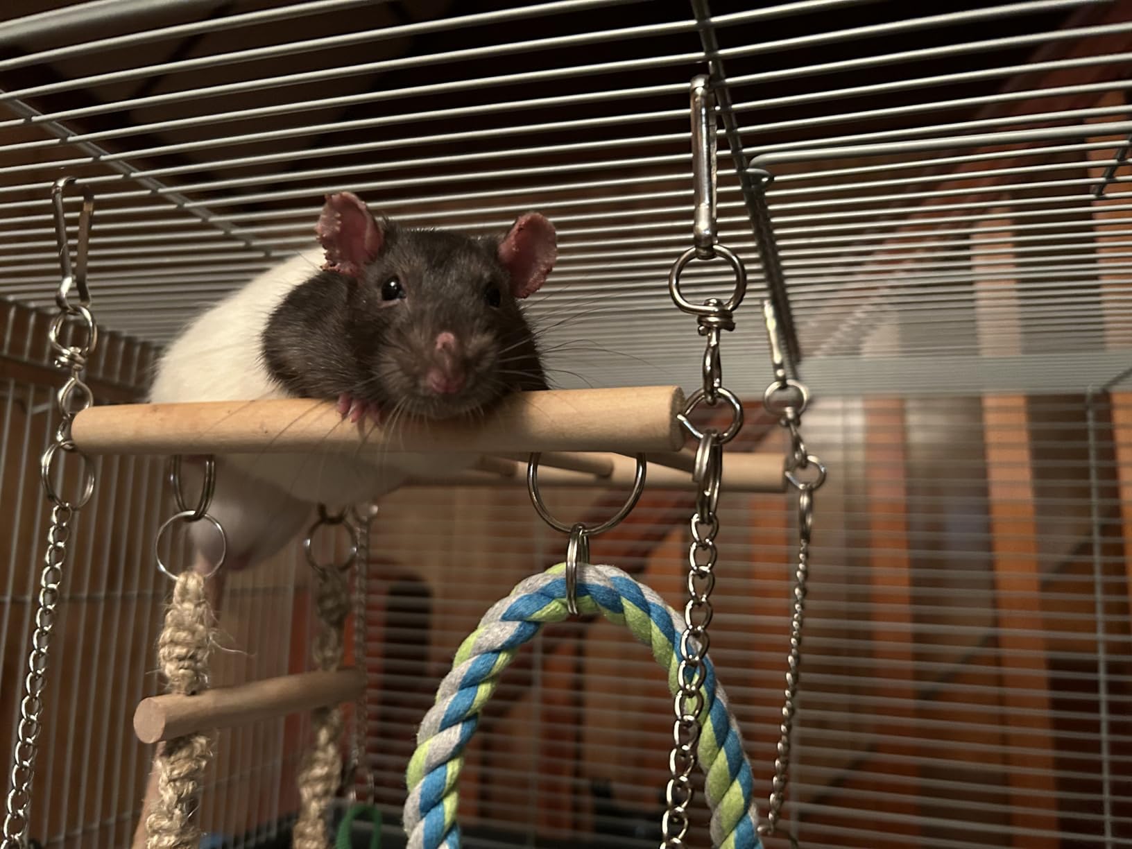 Trixie Small Animal Suspension Bridge, Hanging Cage Accessory with Hammock and Climbing Toys - Ladder and Ring, Ideal for Rats, Ferrets, Guinea Pigs, Mice customer photo 1