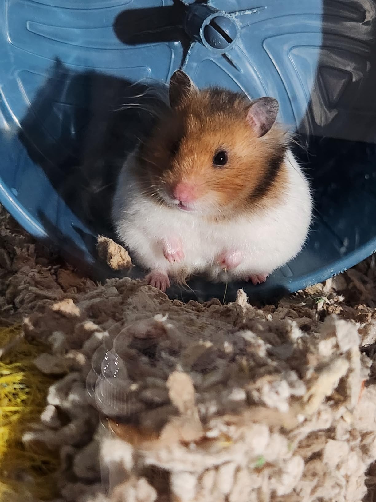 Douglas Brushy Hamster Plush Stuffed Animal customer photo 1