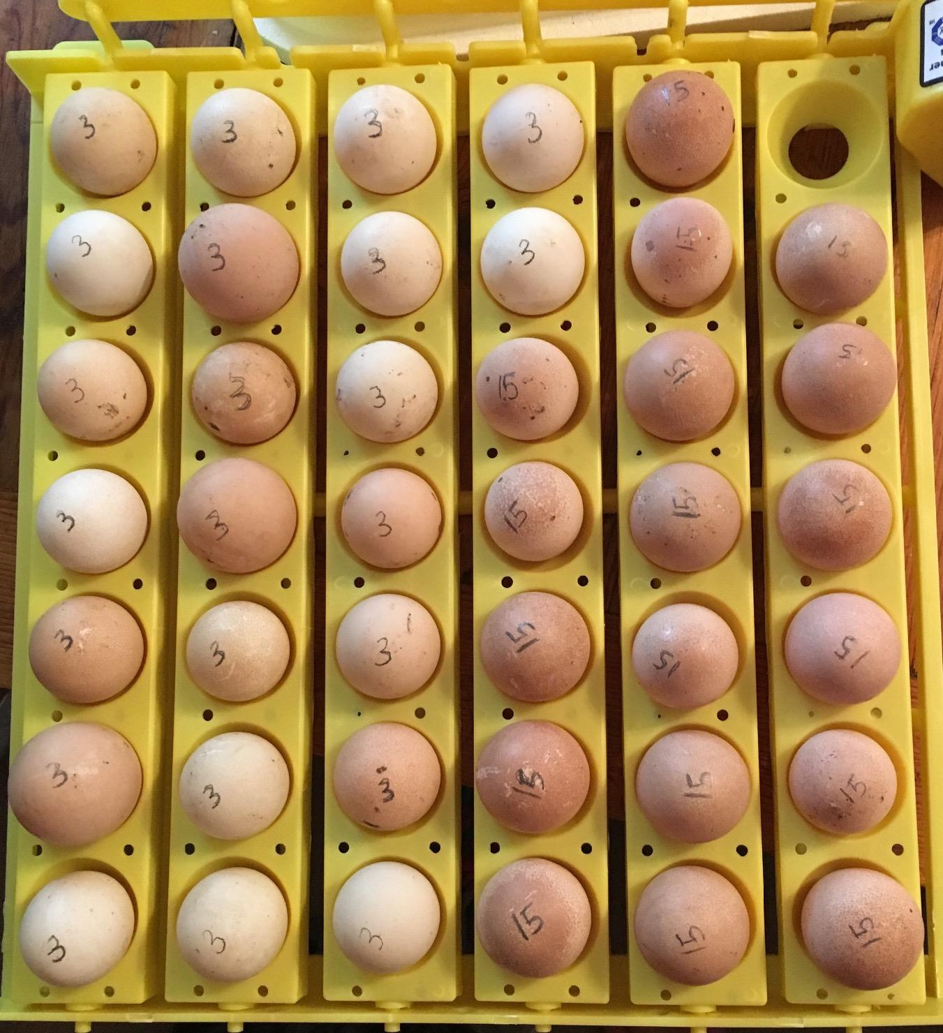 Hova-Bator GQF Automatic Egg Turner - Quail to Duck Egg customer photo 1