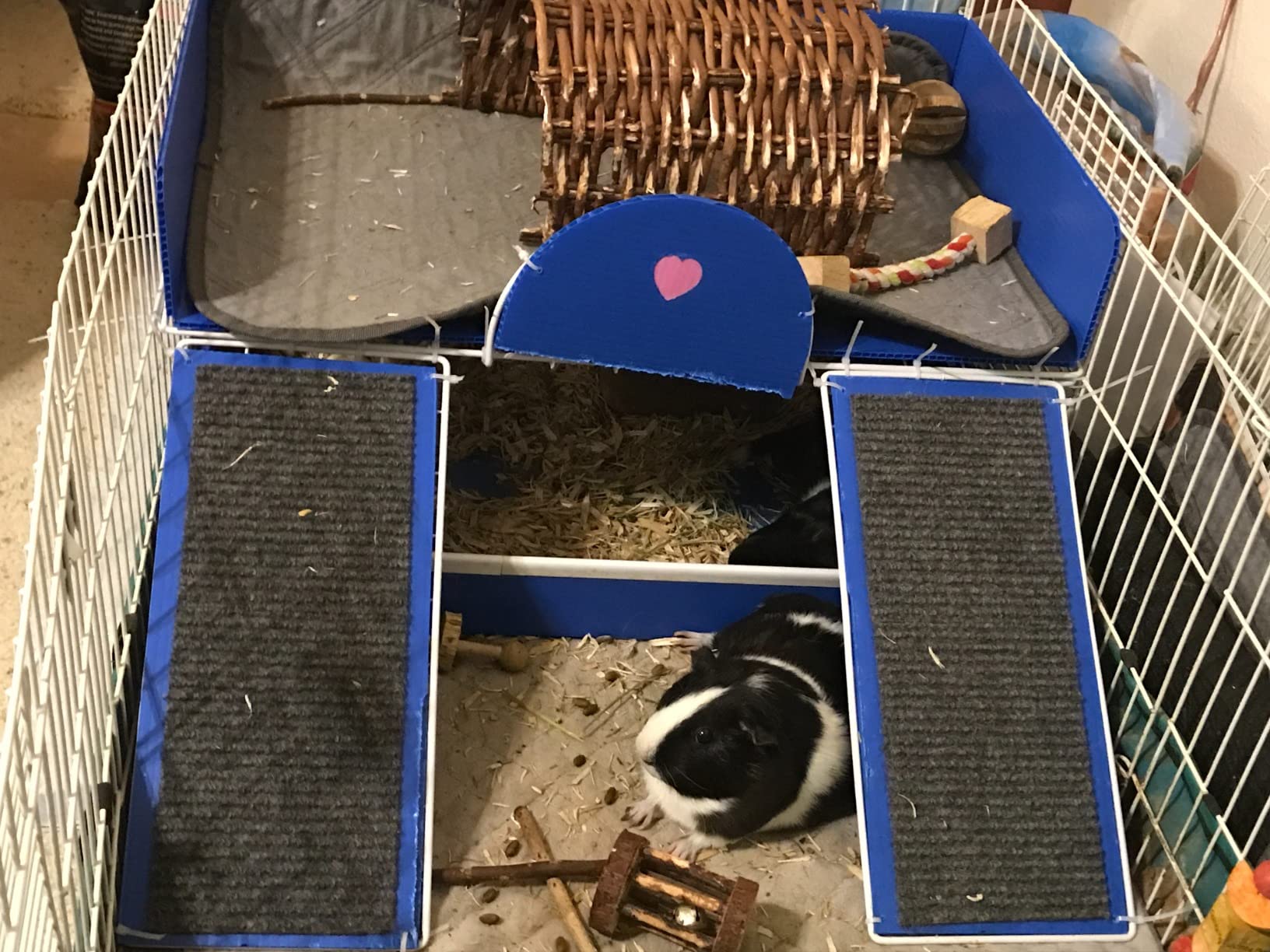 MidWest Homes for Pets Guinea Habitat Plus Cage, Includes Divider Panel and Hinged Top, Washable PVC Canvas Bottom, Expandable Small Animal Cage for Guinea Pigs, 171GHP customer photo 1