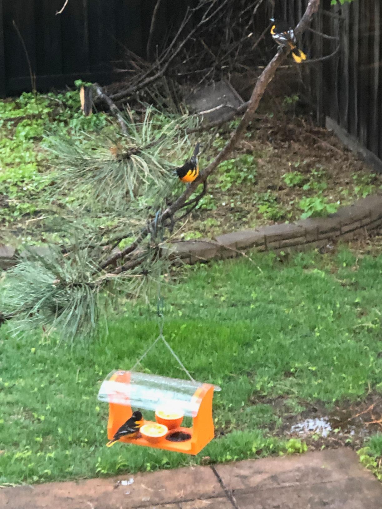 Birds Choice Oriole Bird Feeder | Hanging Bird Feeder for Jelly & Orange Halves | Includes Cup & Fruit Pegs | Recycled Plastic | Sturdy for Garden, Backyard, & Outdoor | 2 Cup Capacity, Orange customer photo 1