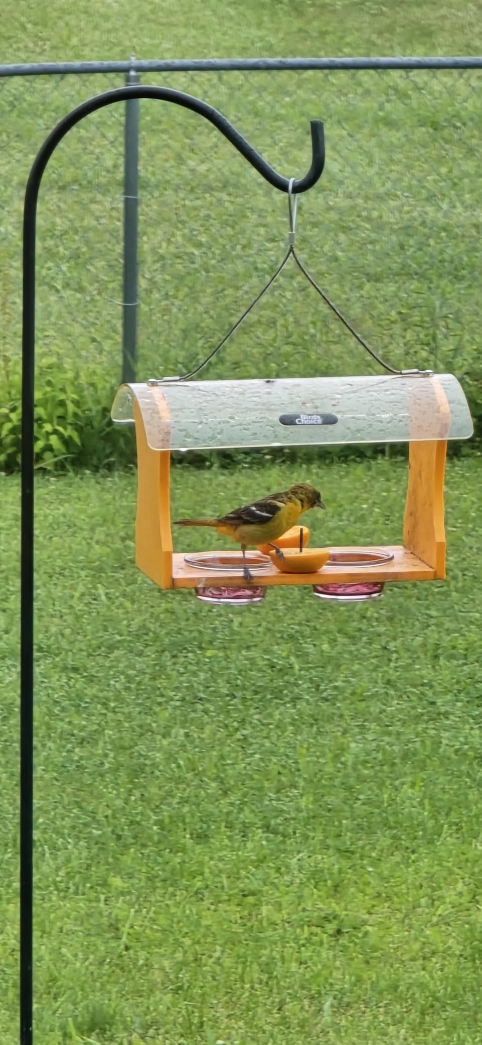 Birds Choice Oriole Bird Feeder | Hanging Bird Feeder for Jelly & Orange Halves | Includes Cup & Fruit Pegs | Recycled Plastic | Sturdy for Garden, Backyard, & Outdoor | 2 Cup Capacity, Orange customer photo 2