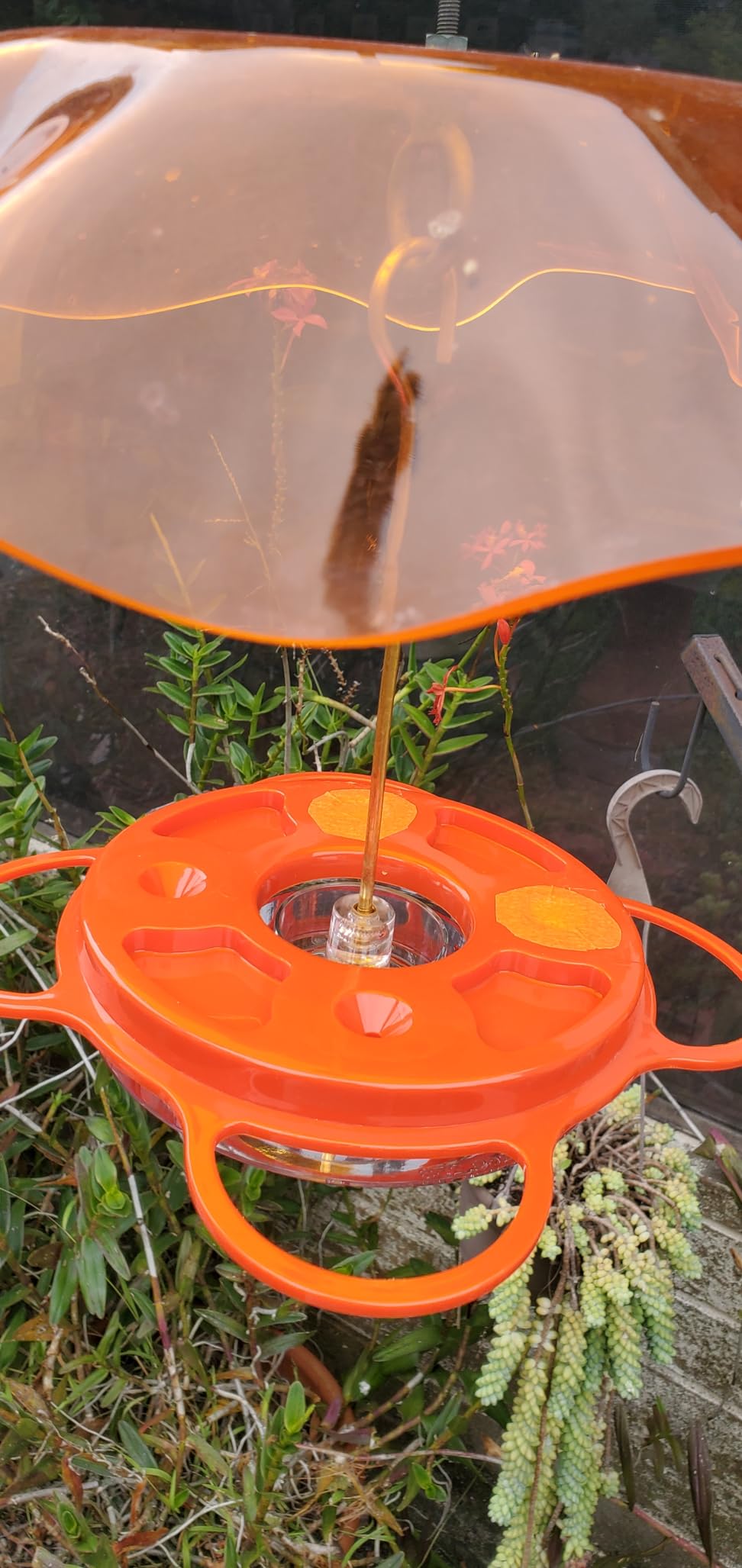 Birds Choice Oriolefest Oriole Feeder for Jelly, Oranges & Nectar | Orange customer photo 1