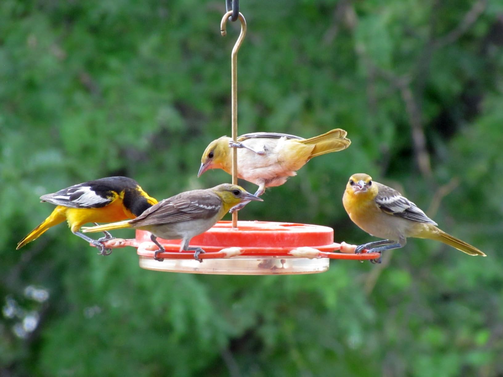 Birds Choice Oriolefest Oriole Feeder for Jelly, Oranges & Nectar | Orange customer photo 2