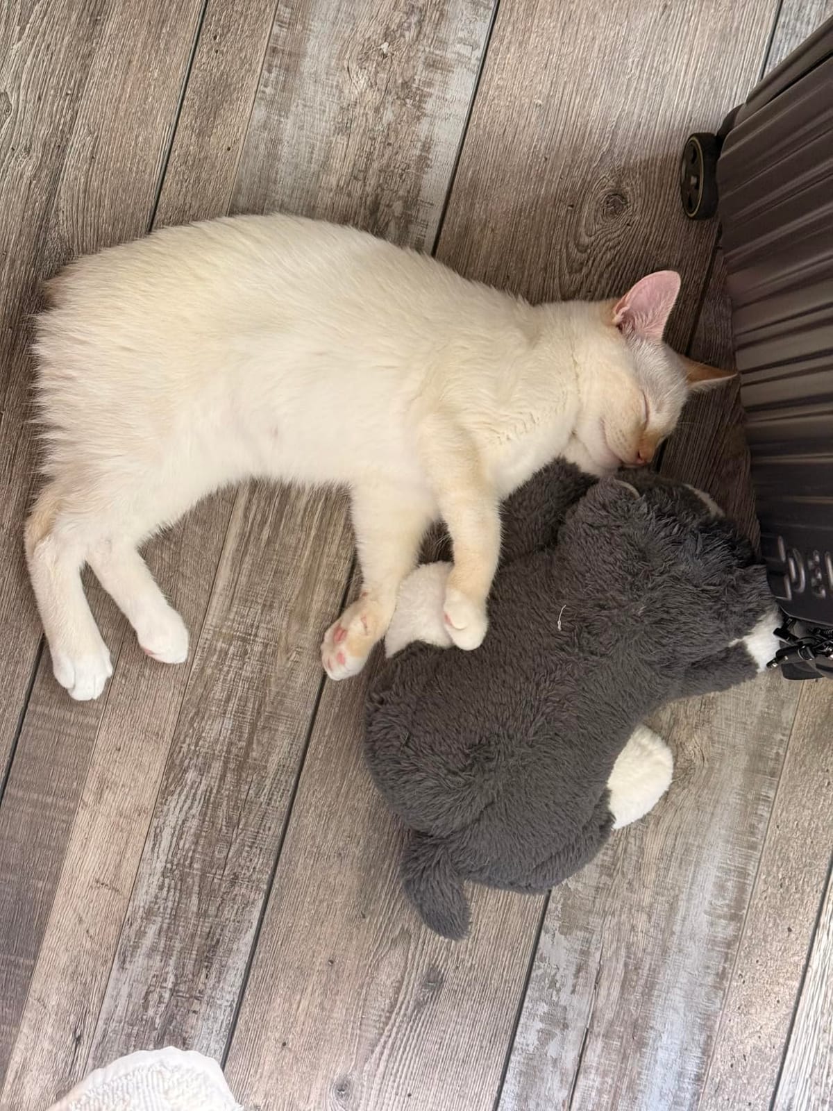 Snuggle Kitty Heartbeat Cat Toy, Calming Comfort, Kittens - Tan Tiger | Calming heartbeat toy, kitten comfort, heat pack, new kitten essentials, first nights, sleep, cat anxiety, adoption, rehoming customer photo 1