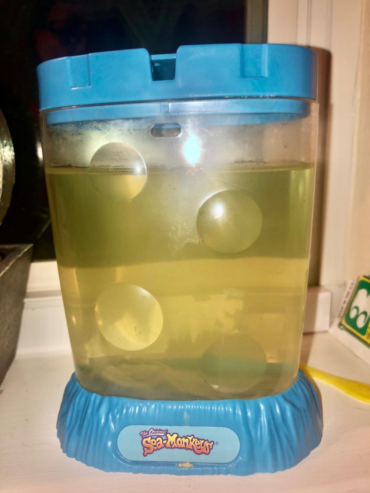 The Original Sea Monkeys - Ocean Zoo - Grow Your Own Pets Science Kit- Includes Eggs, Food, and Water Purifier, Color May Vary customer photo 2