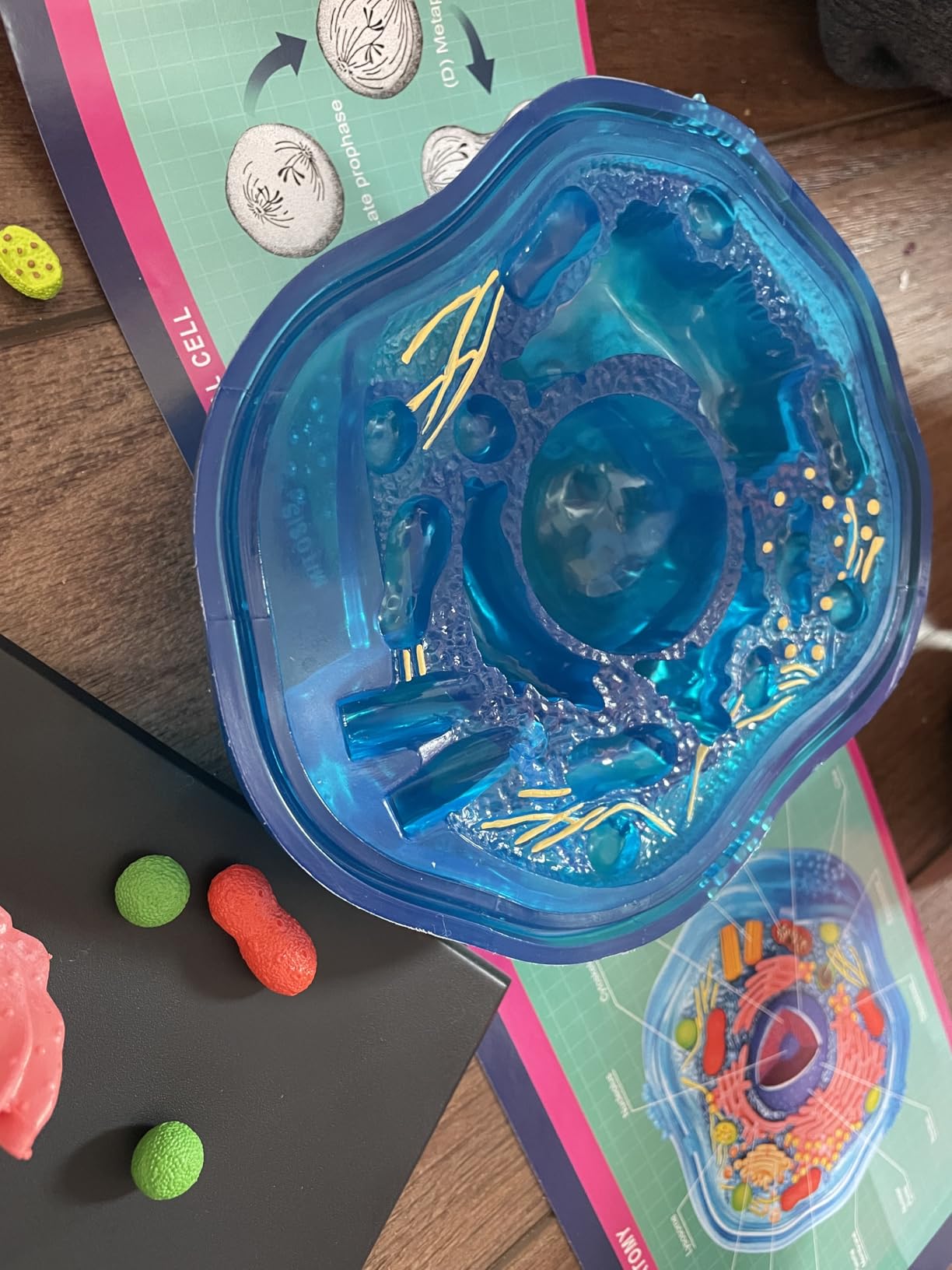 4D Animal Cell Model Kit, STEM Biology Science Toy, Ages 8+ customer photo 2