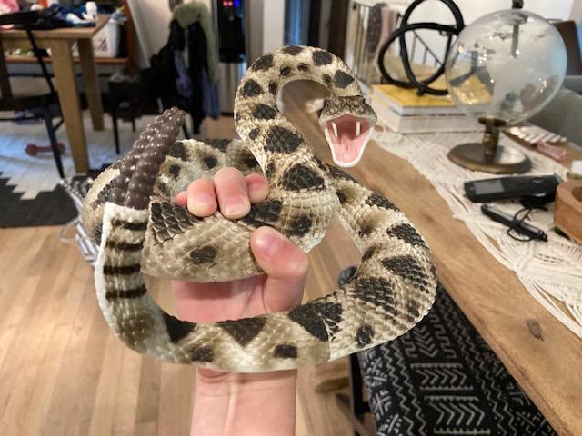 Safari Ltd. Eastern Diamondback Rattlesnake Figurine - Realistic 40