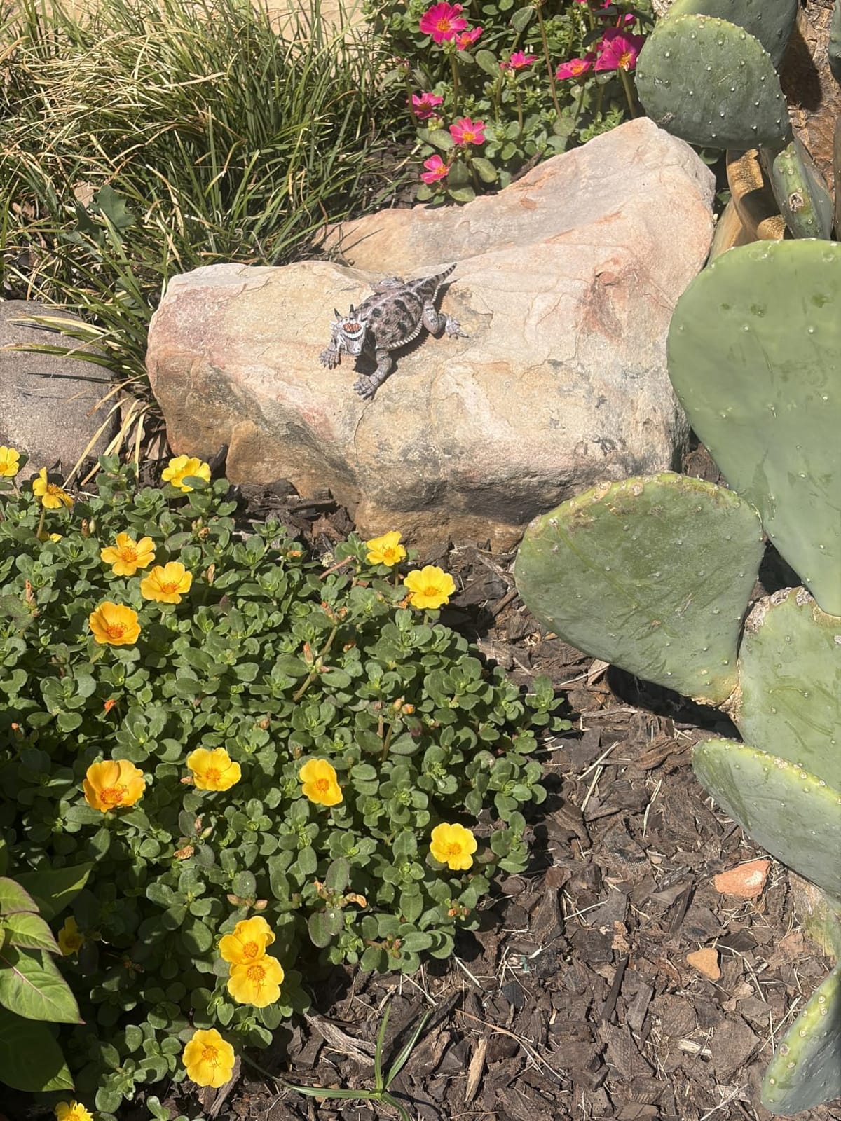 Safari Ltd. Horned Lizard Figurine - Lifelike 5.25