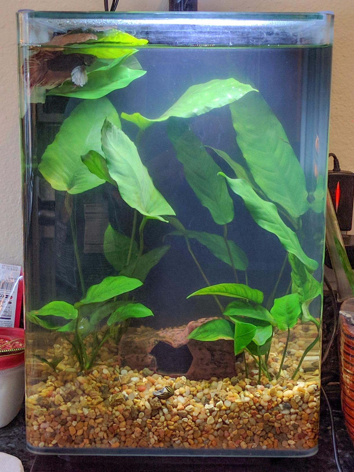 Aqueon Siphon Vacuum Aquarium Gravel Cleaner Mini - 5 Inches customer photo 1