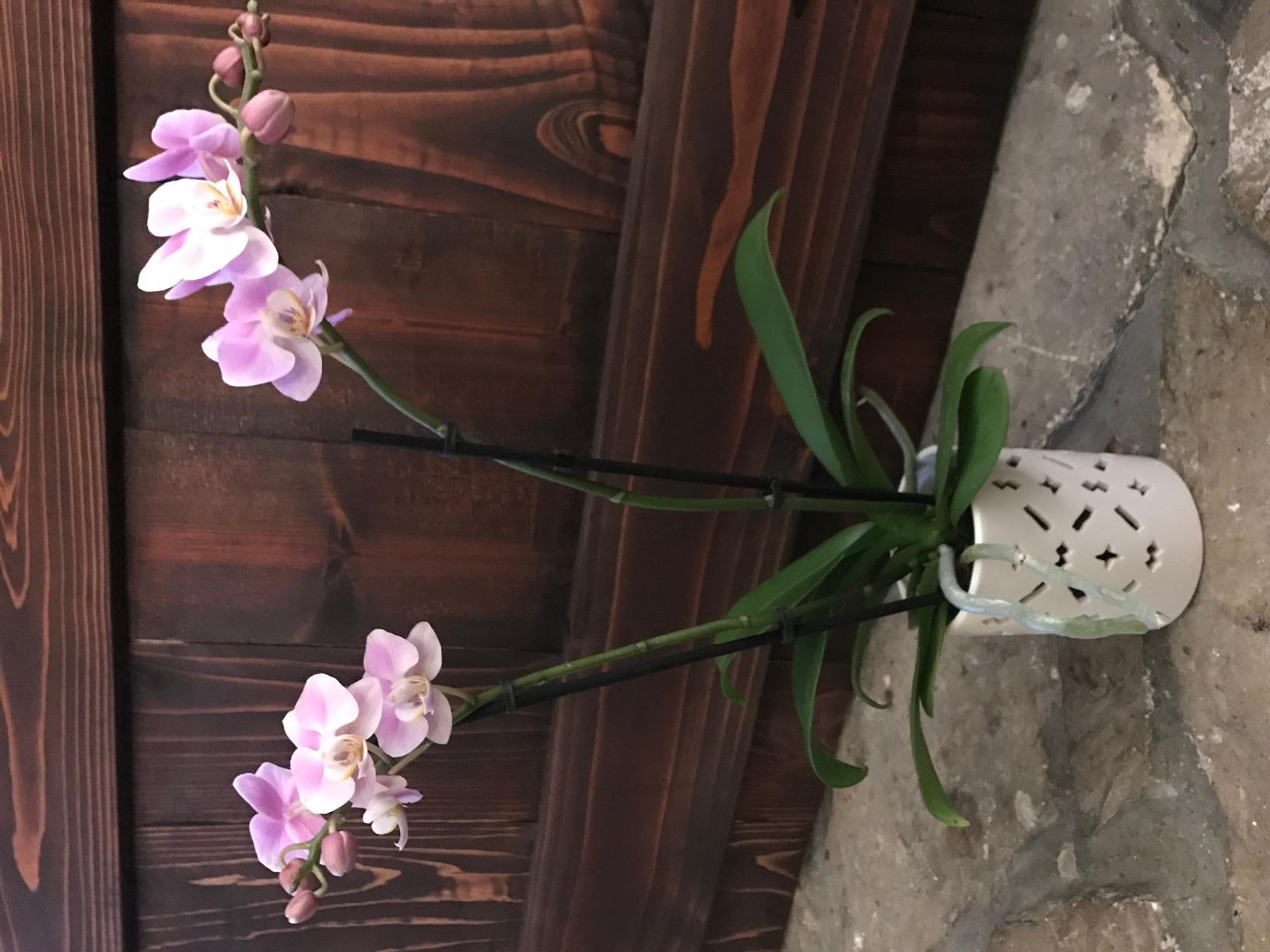 Better-Gro Better Bloom Orchid Fertilizer - 16 oz customer photo 2