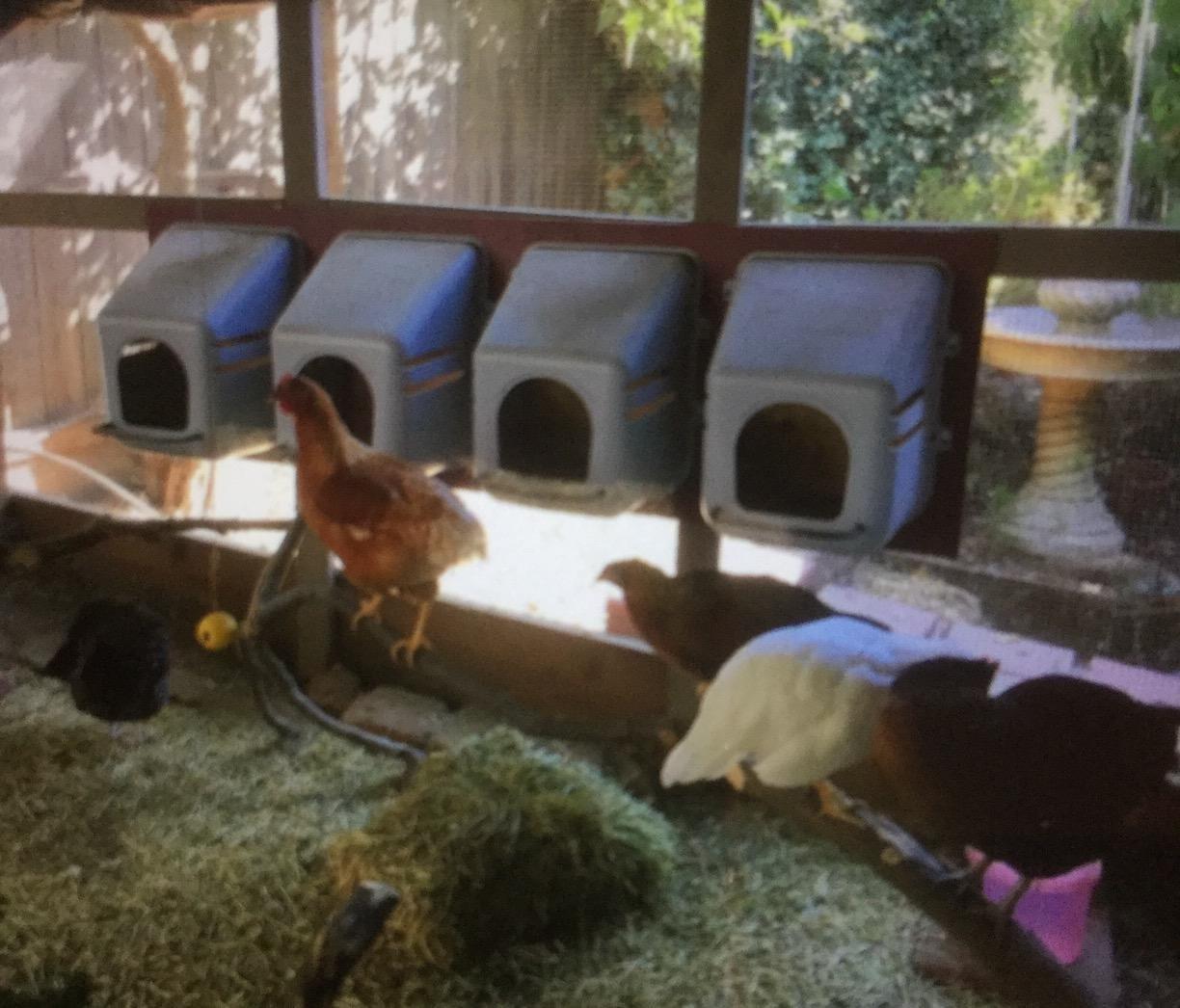 Little Giant Single Plastic Nesting Box Chicken Nest Box with Perch (Item No. 163620) customer photo 1
