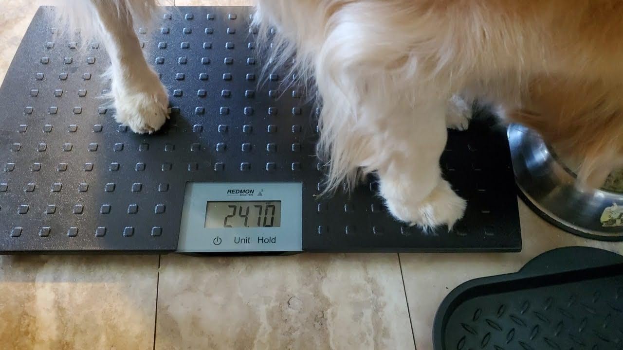 Redmon Precision Digital Pet Scale for Large Animals with Non-Skid Mat, 225lb Capacity customer photo 1