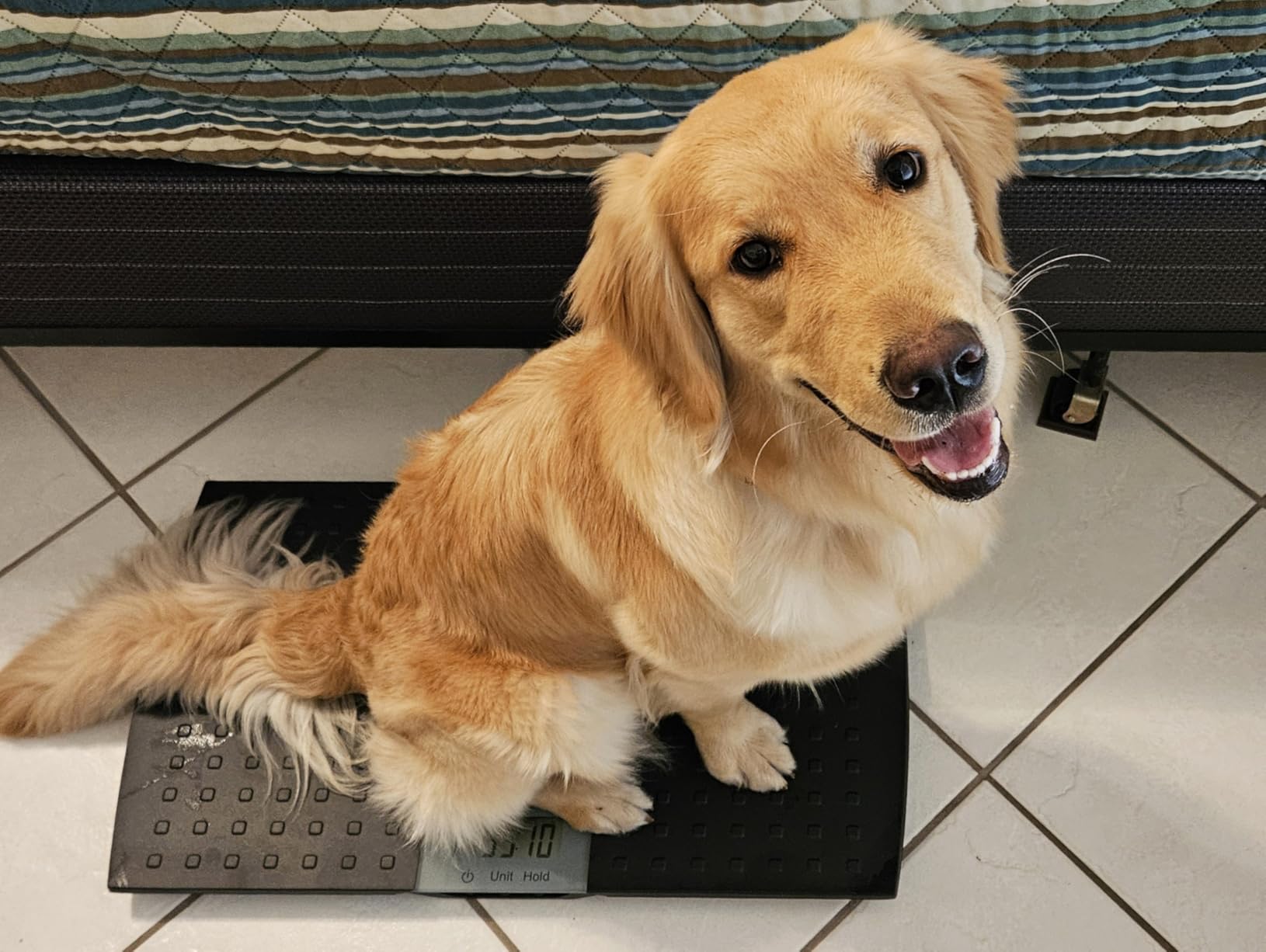 Redmon Precision Digital Pet Scale for Large Animals with Non-Skid Mat, 225lb Capacity customer photo 2