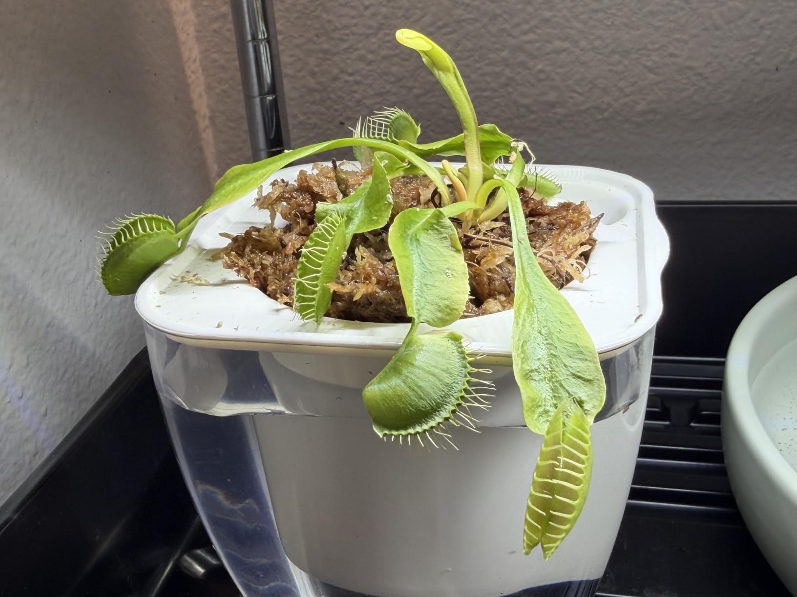 Adult Sized Venus Flytrap - Fly Trap - (Dionaea Muscipula) Carnivorous Plant 3 inch Pot customer photo 1