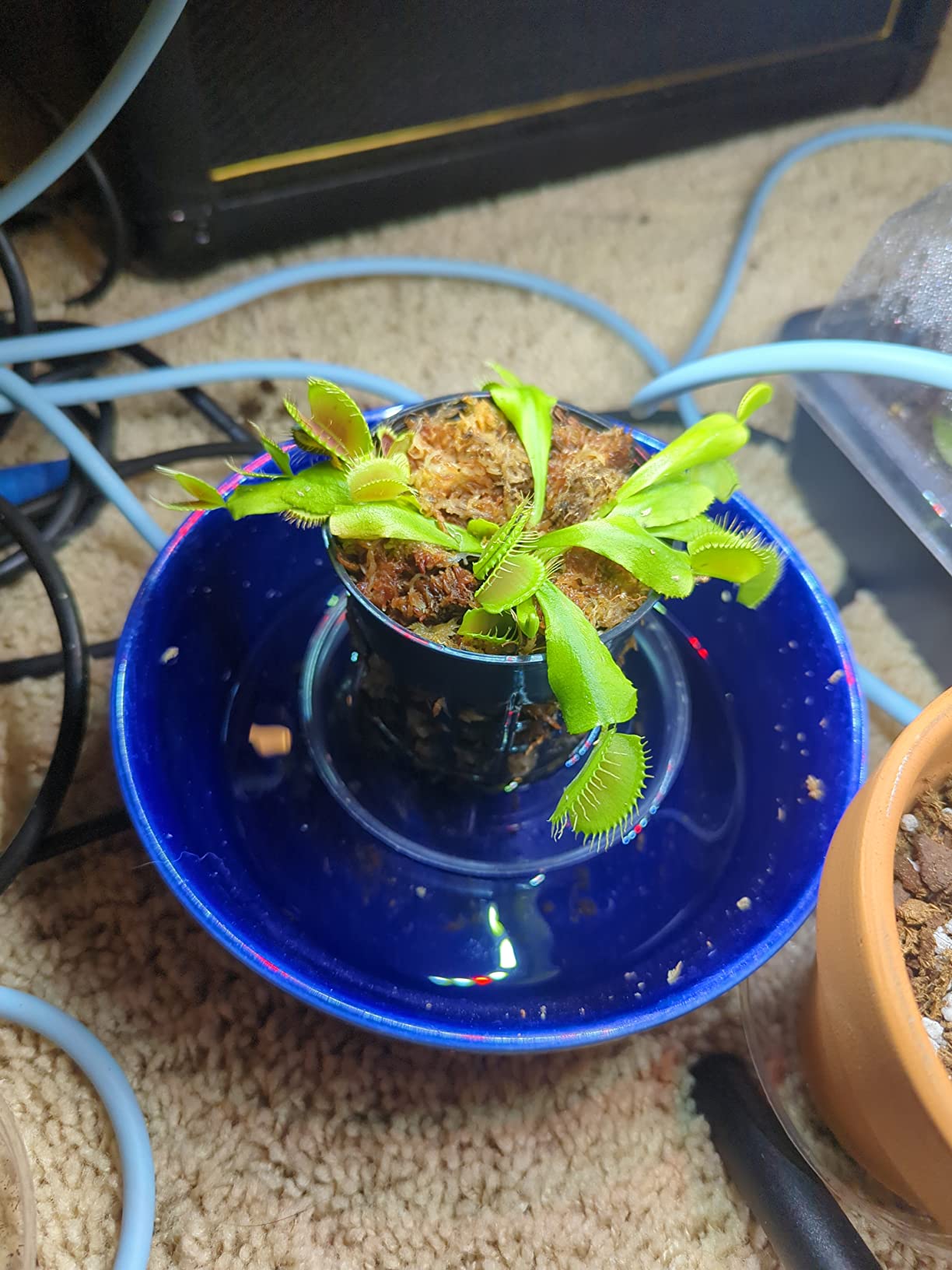 Adult Sized Venus Flytrap - Fly Trap - (Dionaea Muscipula) Carnivorous Plant 3 inch Pot customer photo 2