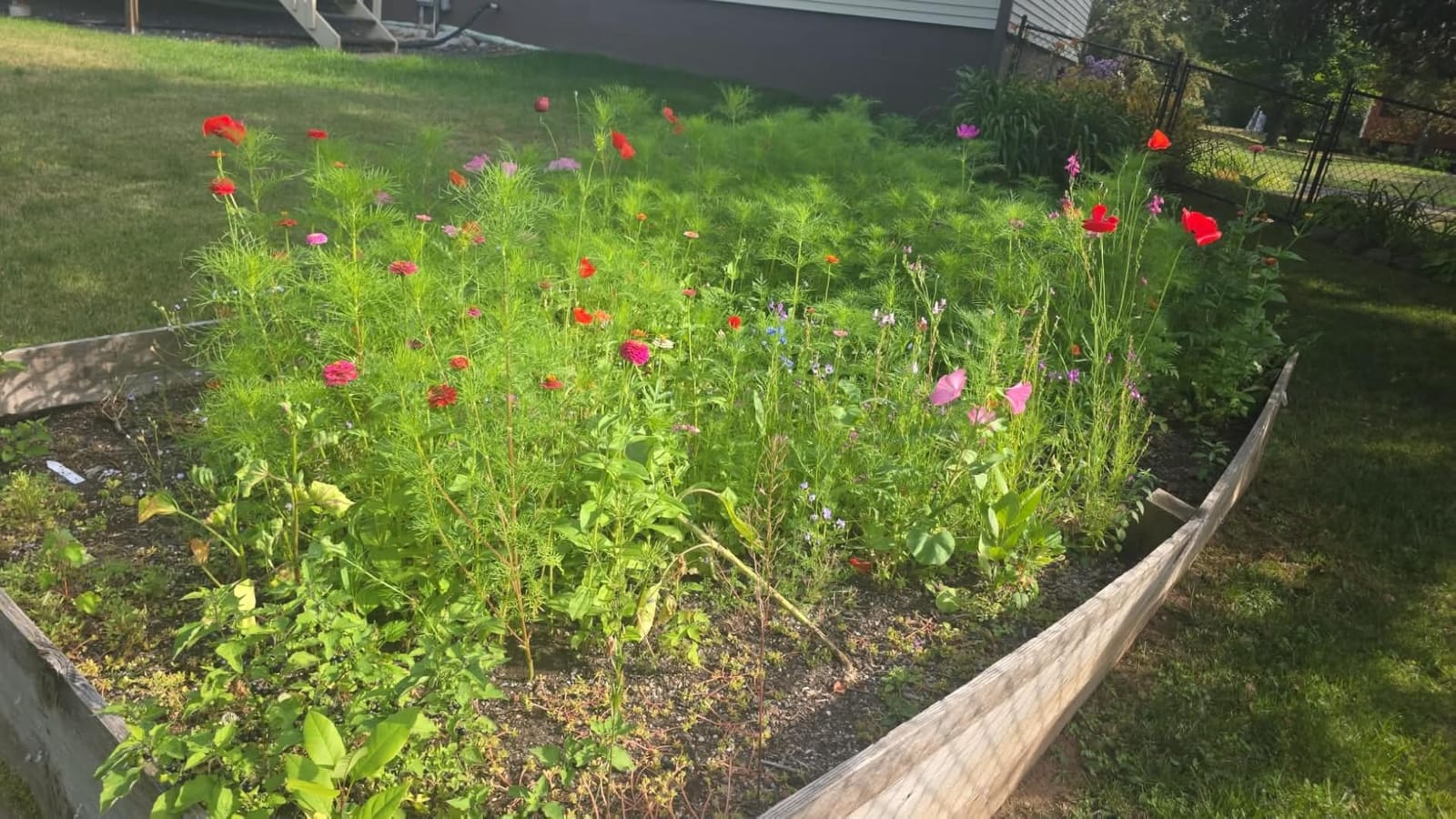 Seed Needs Wildflower Seeds Butterfly and Hummingbird Mix 2 Ounce Bulk Pack customer photo 1