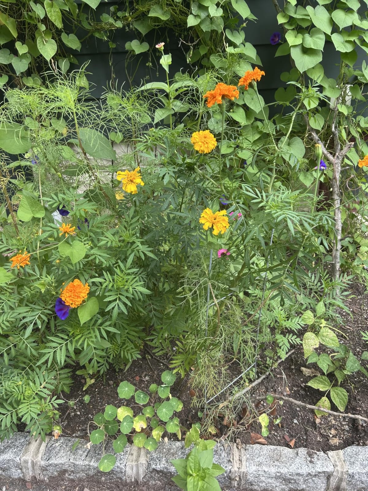 Seed Needs Wildflower Seeds Butterfly and Hummingbird Mix 2 Ounce Bulk Pack customer photo 2