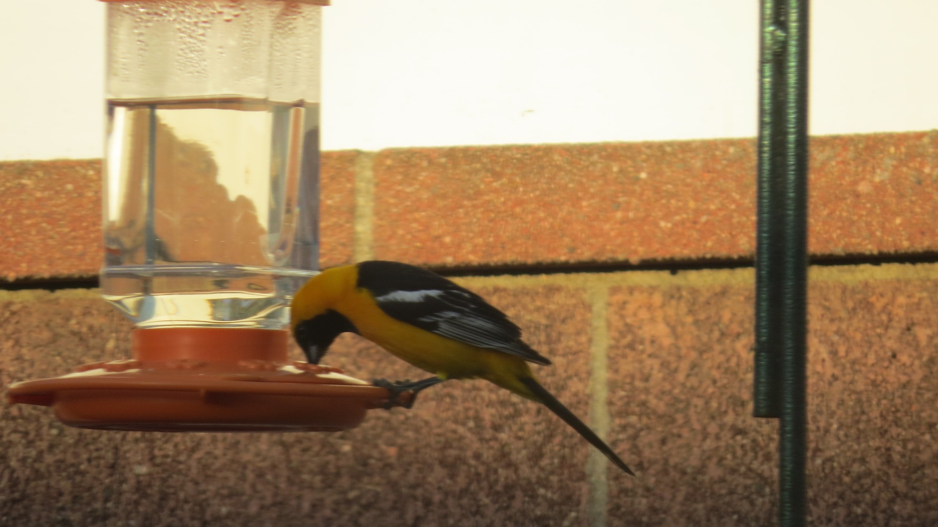 First Nature 32-Ounce Oriole Feeder - Larger Feeding Ports customer photo 1