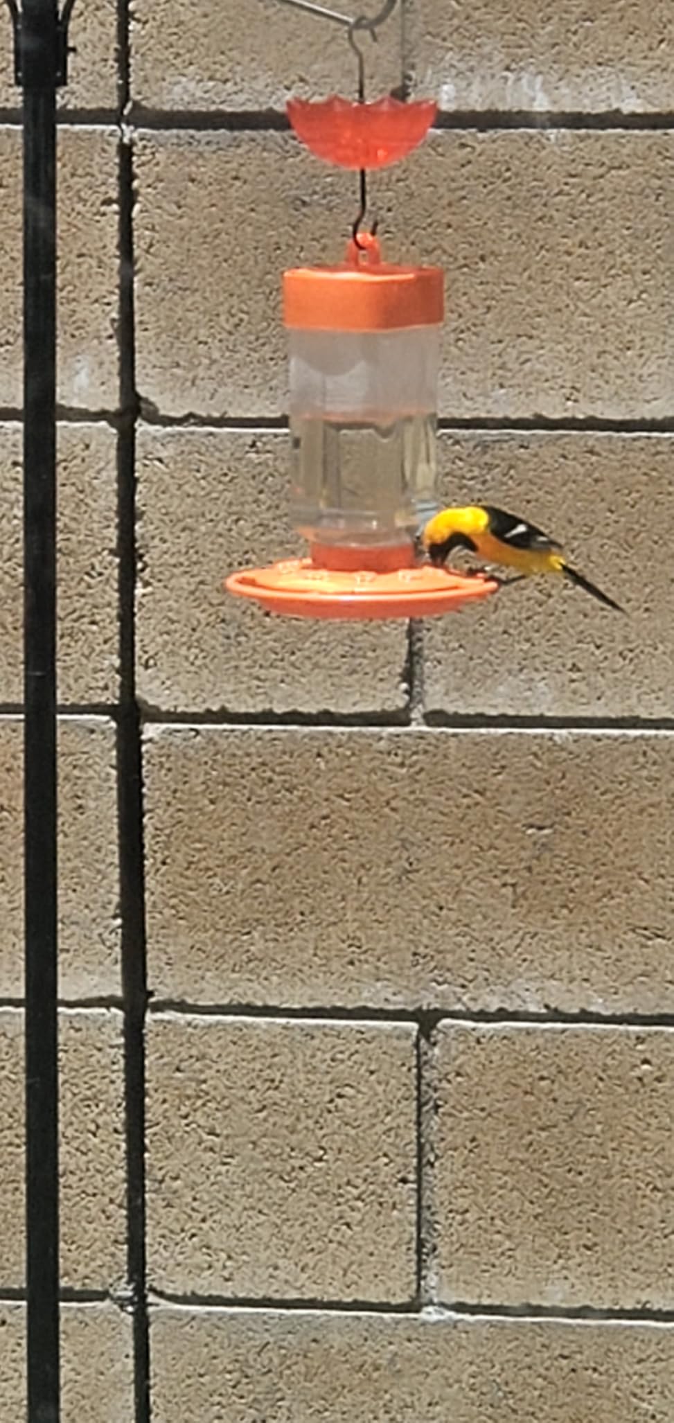 First Nature 32-Ounce Oriole Feeder - Larger Feeding Ports customer photo 2