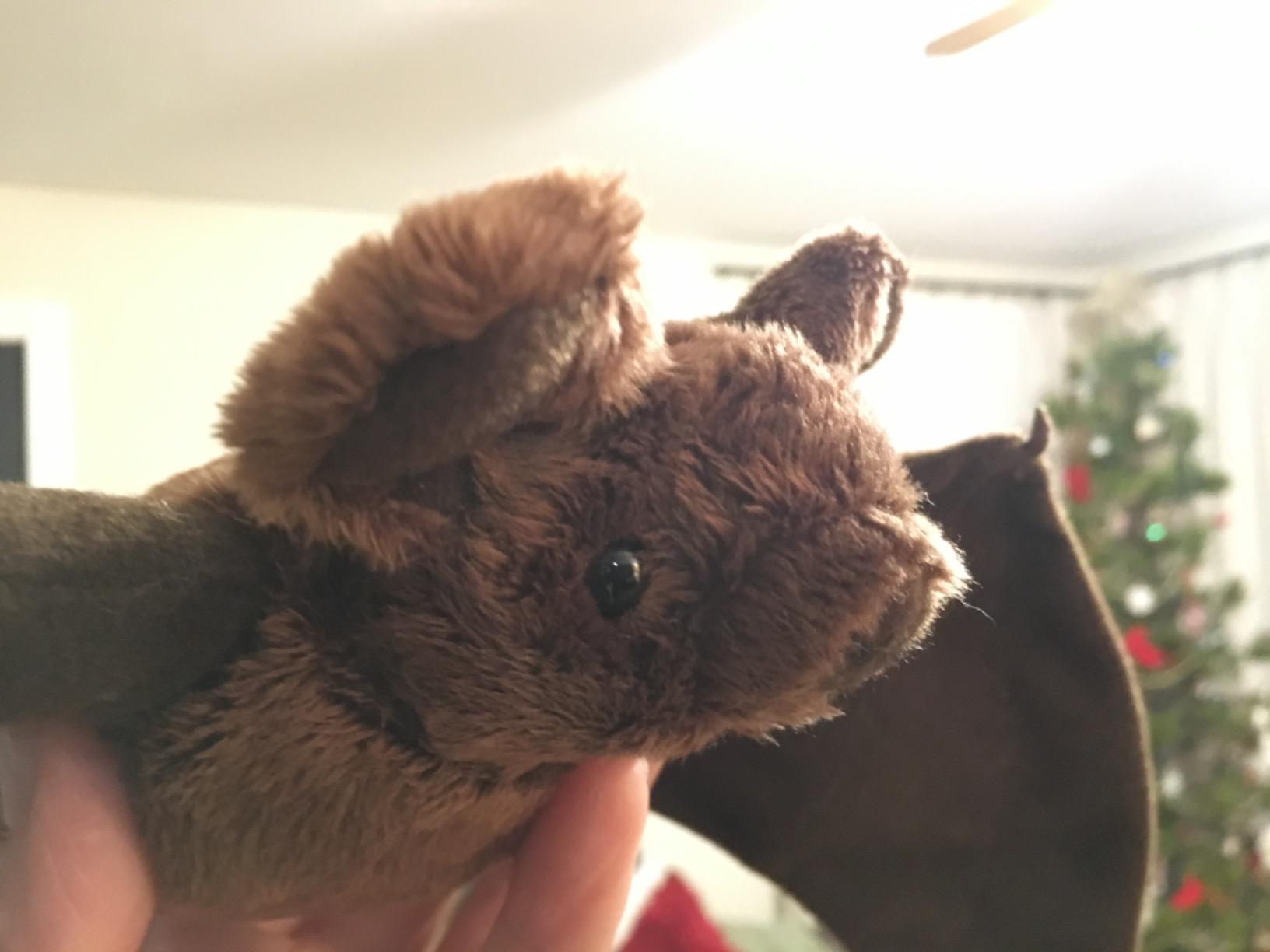 Mexican Free Tailed Bat 8.5