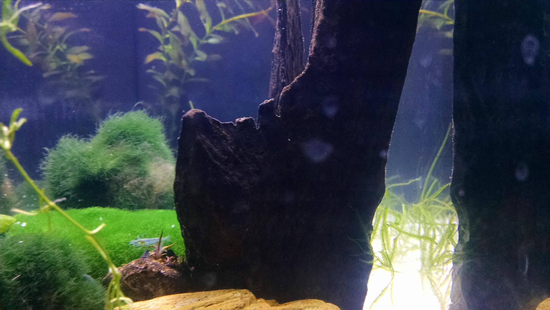 Fluval SPEC Aquarium Kit, 5-Gallon customer photo 1