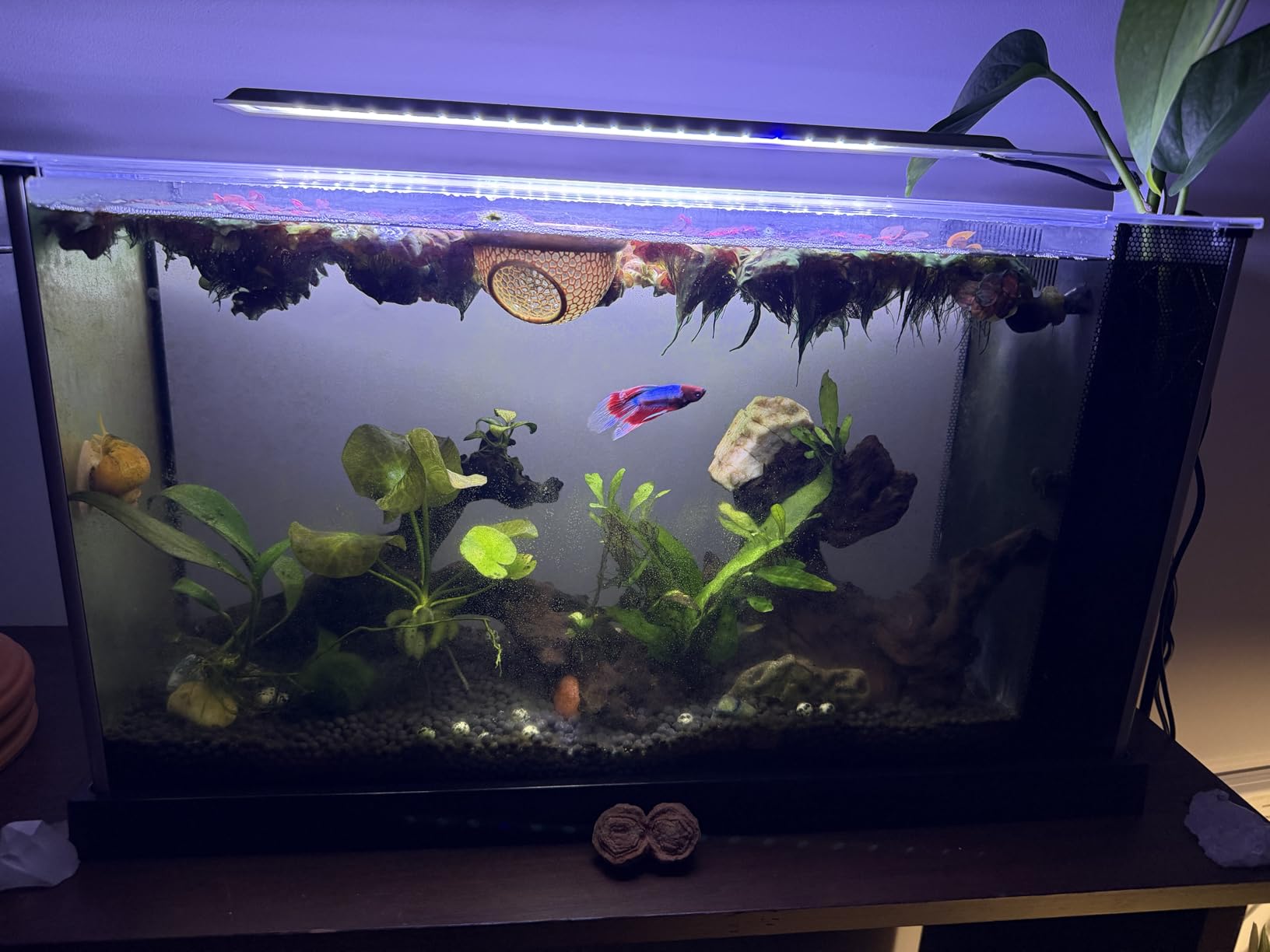 Fluval SPEC Aquarium Kit, 5-Gallon customer photo 2