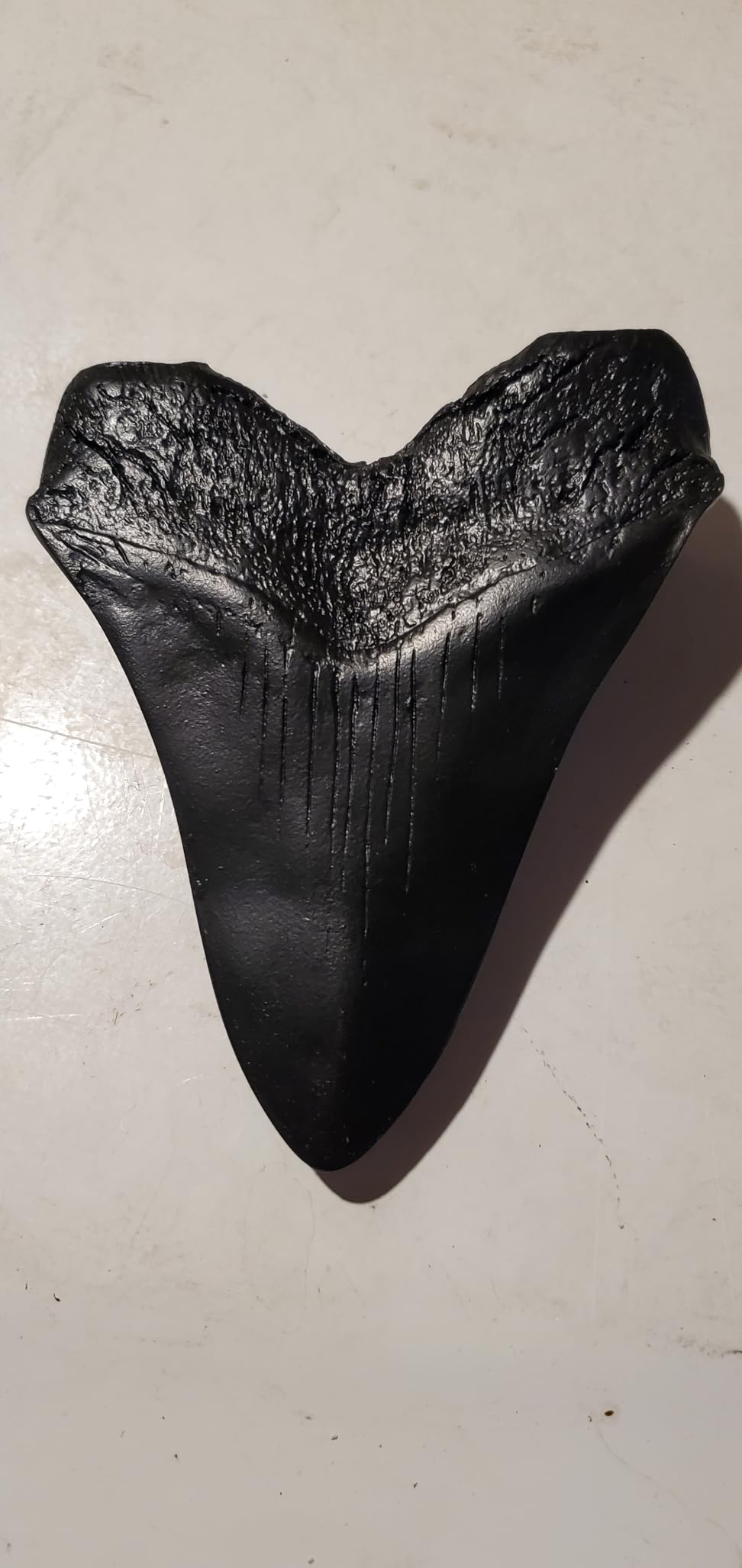 Prehistoric Planet Store 5.5 Inch Megalodon (Carcharodon megalodon) tooth, Black with Serrations (Replica) #126 customer photo 1