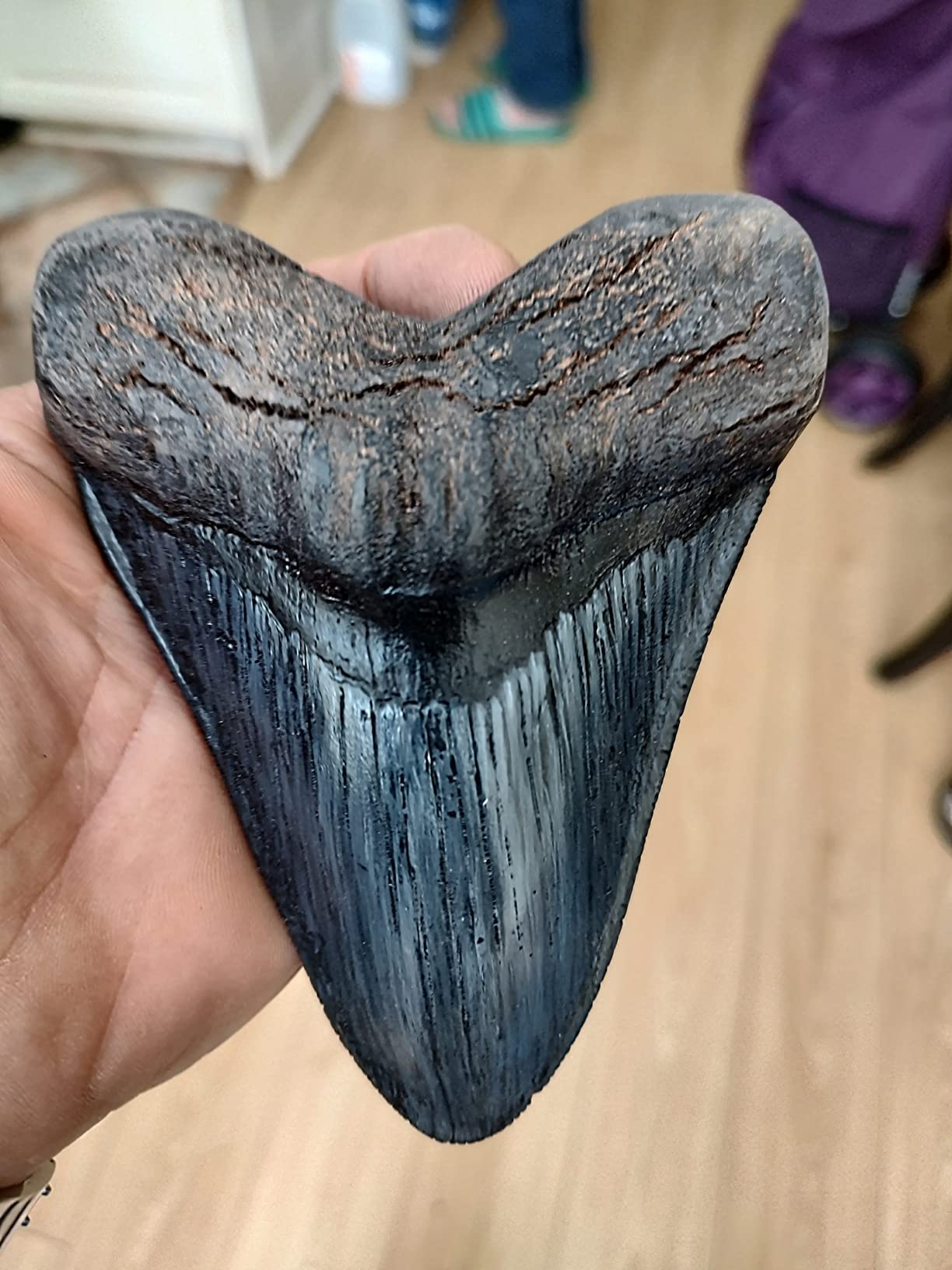 Prehistoric Planet Store 5.5 Inch Megalodon (Carcharodon megalodon) tooth, Black with Serrations (Replica) #126 customer photo 2