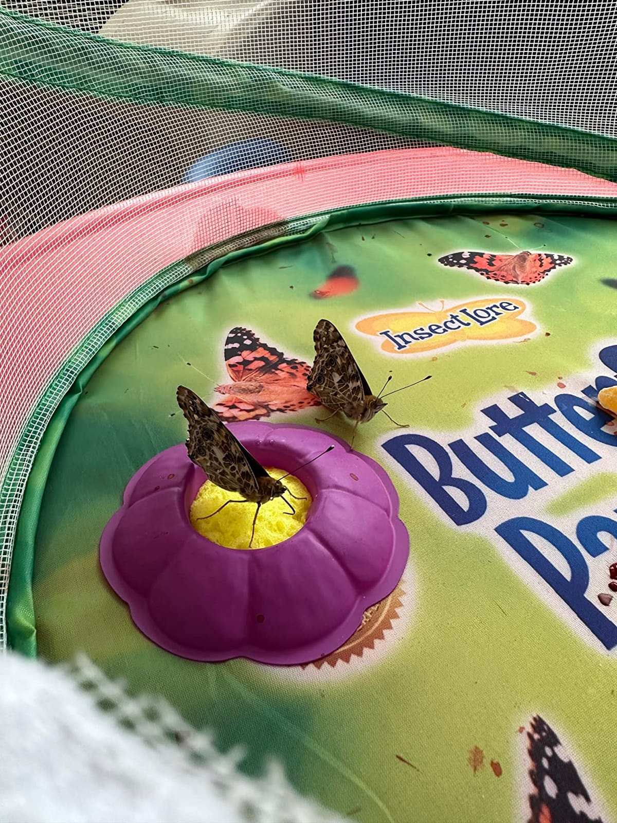 Insect Lore Butterfly Garden | Pavilion 24