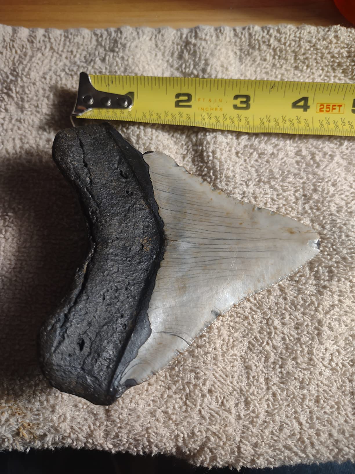 Genuine Megalodon Fossil Shark Tooth 4 to 5 Inches customer photo 1