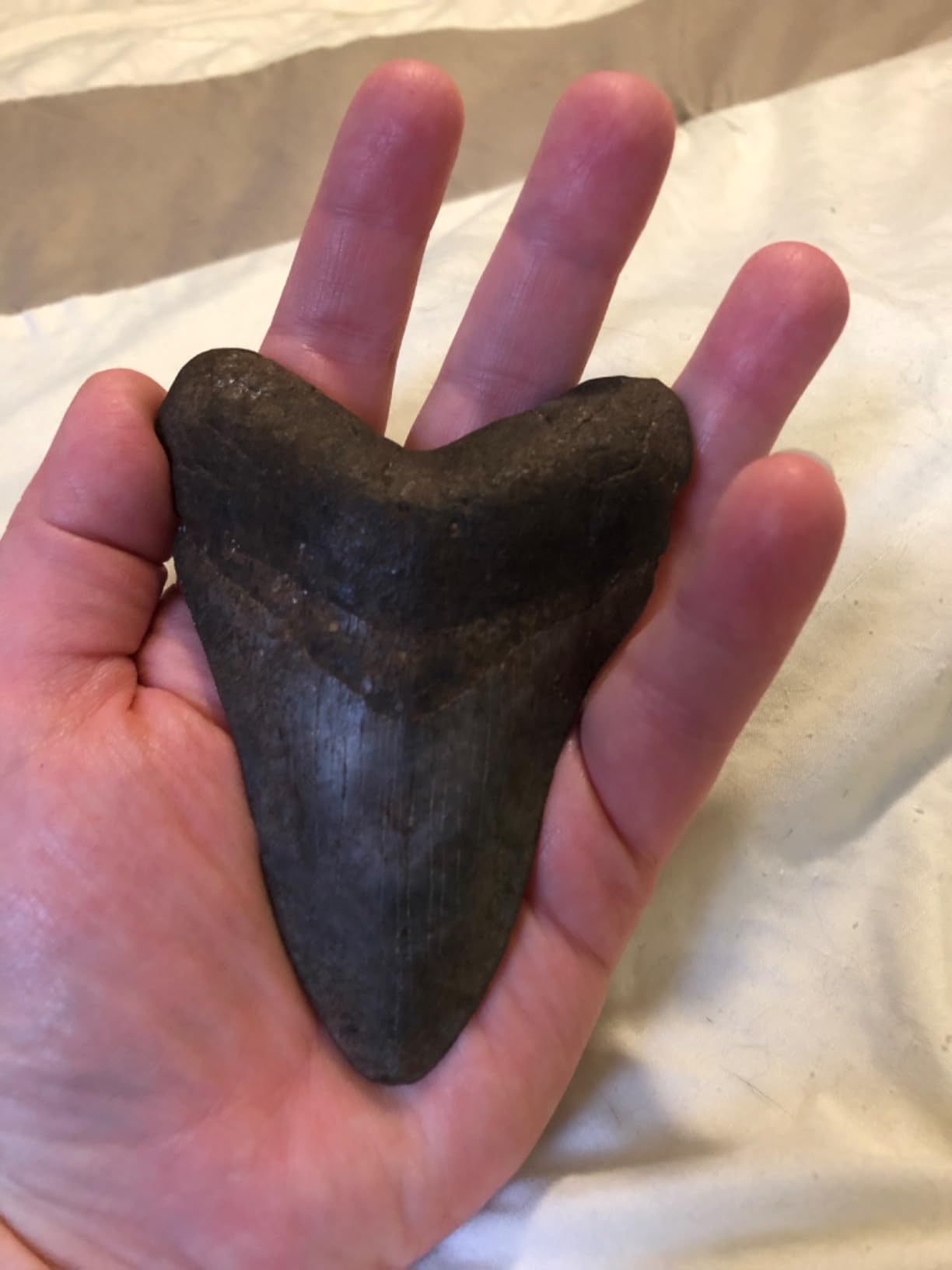 Genuine Megalodon Fossil Shark Tooth 4 to 5 Inches customer photo 2