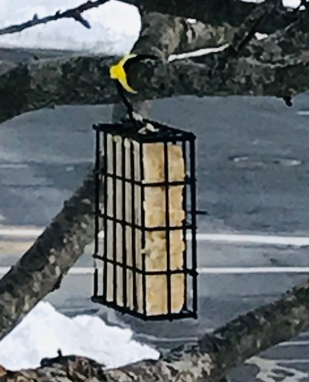 More Birds Suet Cage Bird Feeder, Fruit and Suet Feeder, Single Cake Capacity ,Black customer photo 1