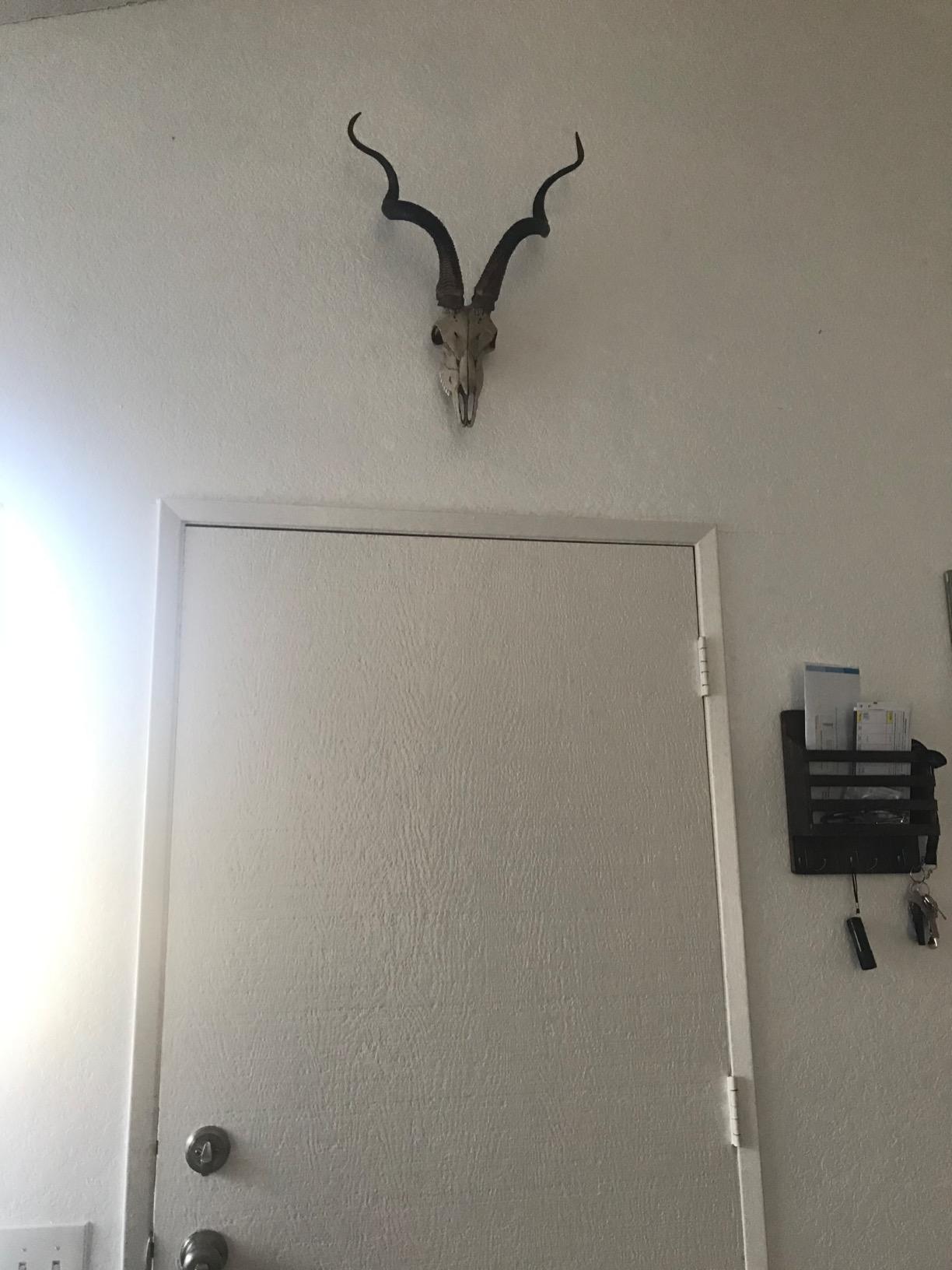Veronese Design African Kudu Antelope Faux Skull Wall Hanging - Crafted from Cold Cast Resin for Ethical Elegance and Lifelike Detailing 23.5 Inches High Easy to Hang | White Resin, Twisted Horns, Textured Finish, 14.5 Inch Wide, 6.5 Inch Deep customer photo 2