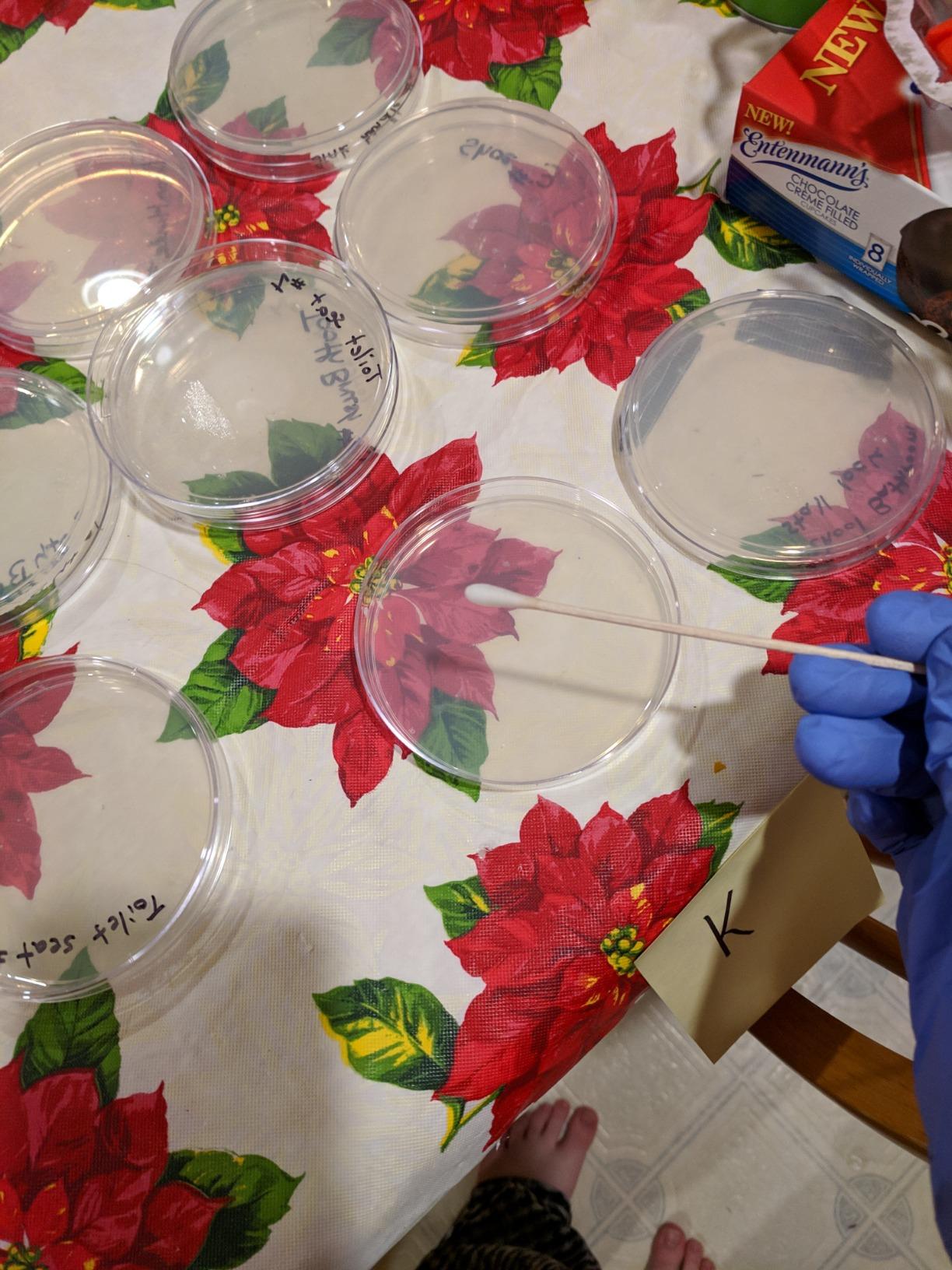 Nutrient Agar Kit, Includes 20 Sterile Petri Dishes with Lids & 20 Sterile Cotton Swabs customer photo 1